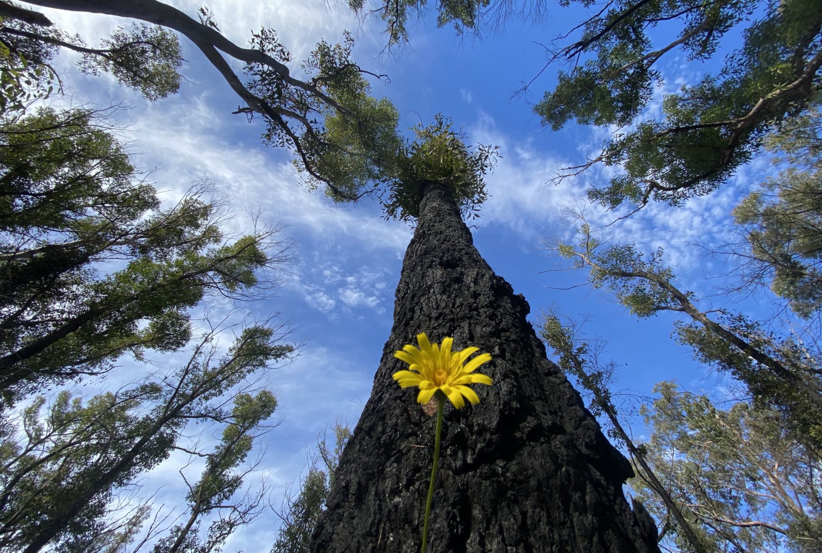 6月1日,在澳大利亞悉尼以西的藍山地區,公路旁遭受2020年夏天山火災害的林地部分植物已經恢復繁茂。(新華社) 6月1日,在澳大利亞悉尼以西的藍山地區,公路旁遭受2020年夏天山火災害的林地部分植物已經恢復繁茂。(新華社)