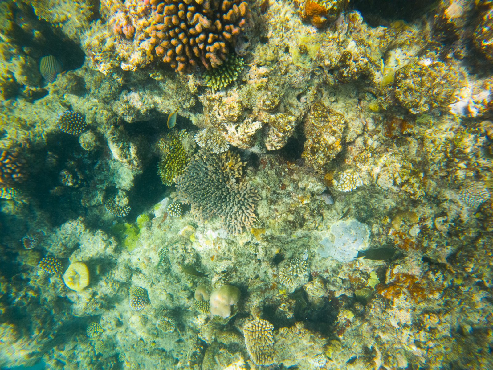 這是6月2日在澳大利亞昆士蘭拍攝的大堡礁海域珊瑚礁。（新華社）