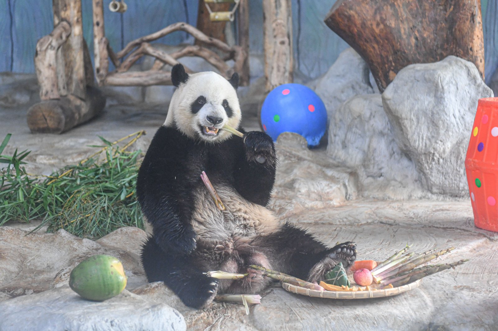 6月14日，在位於海口的海南熱帶野生動植物園，大熊貓「舜舜」享用美食。（新華社）