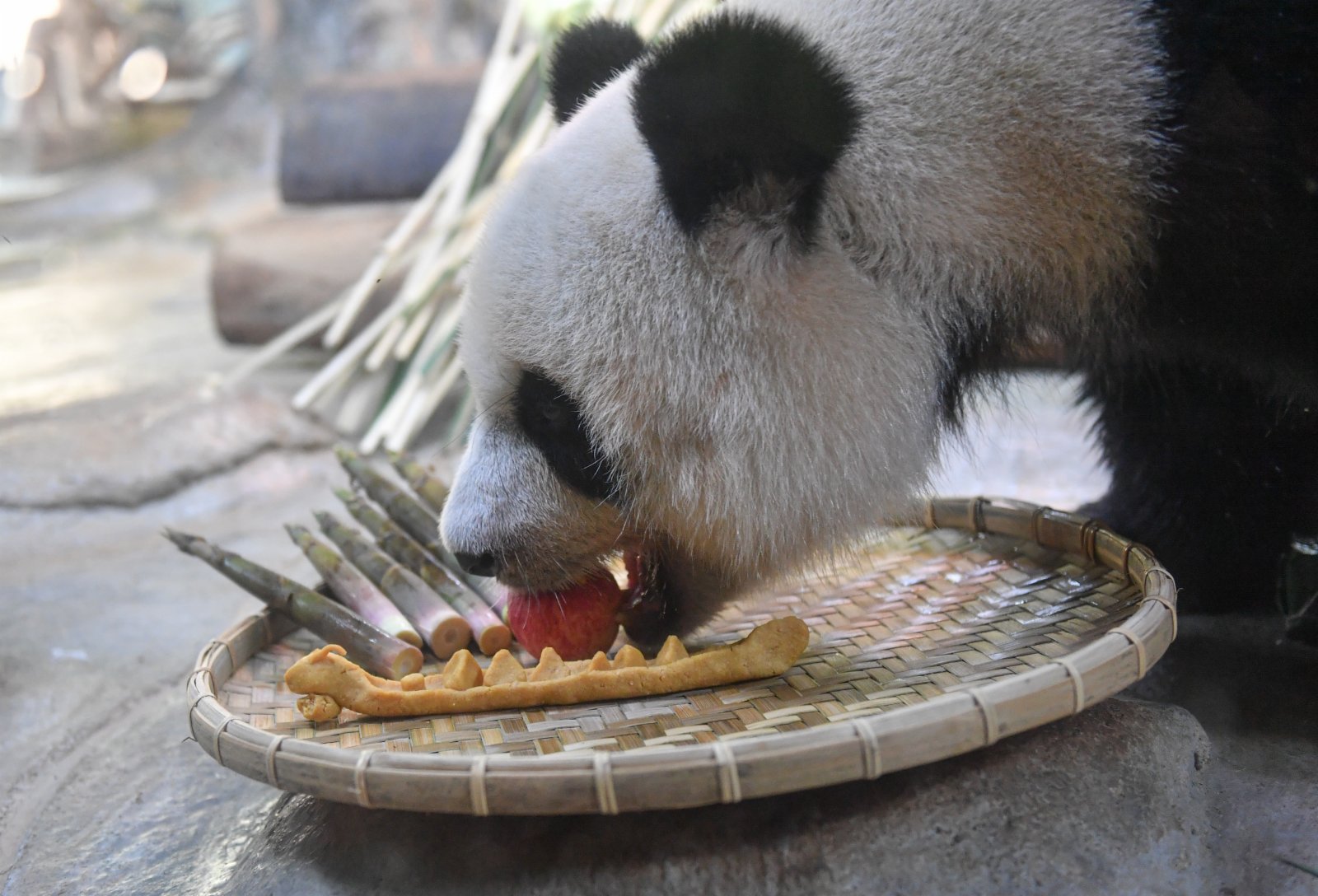 6月14日，在位於海口的海南熱帶野生動植物園，大熊貓「貢貢」享用美食。（新華社）