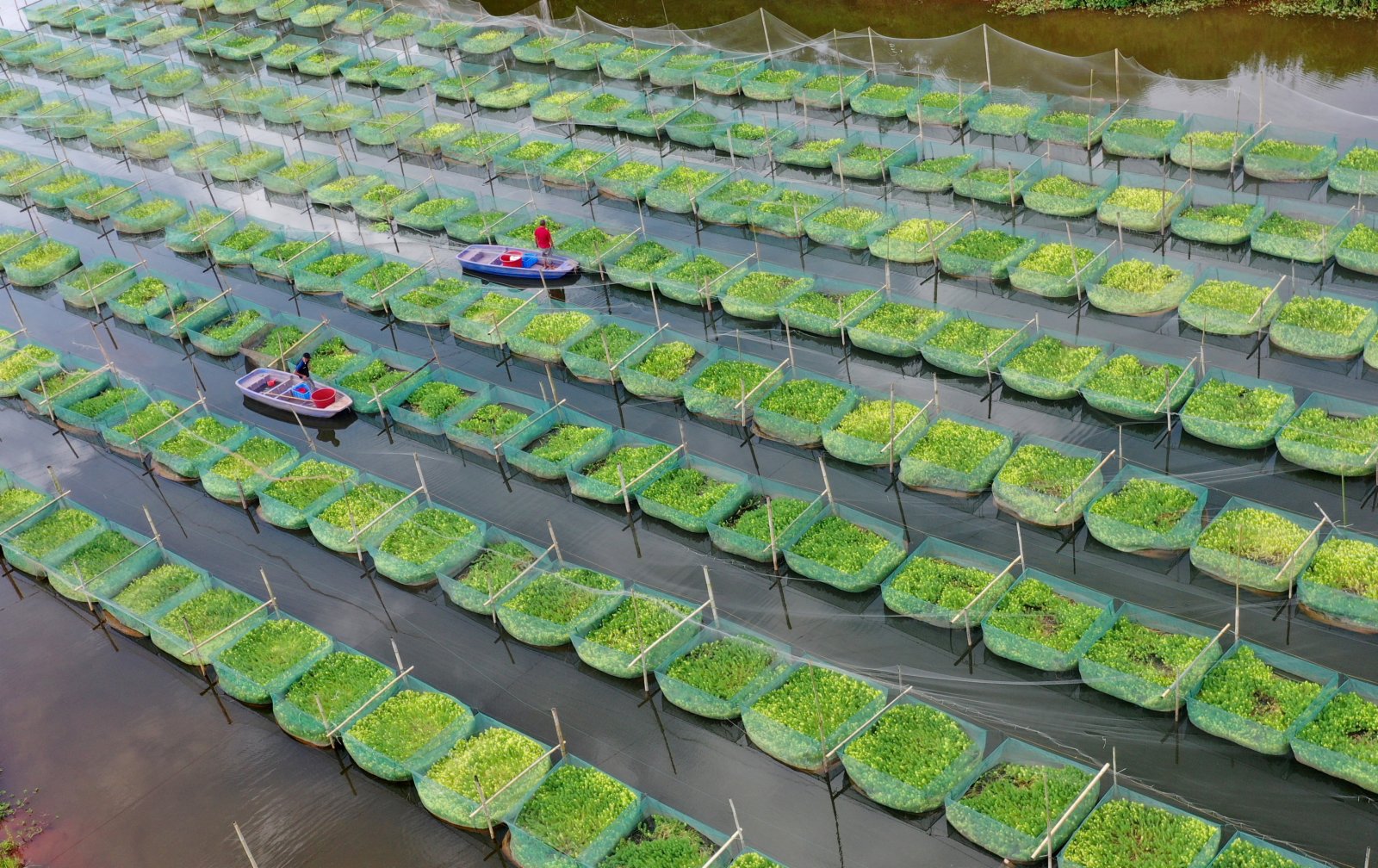 6月15日，在湖南省衡陽市衡南縣向陽橋街道天竺村，村民給鱔魚投喂餌料（無人機照片）。（新華社）