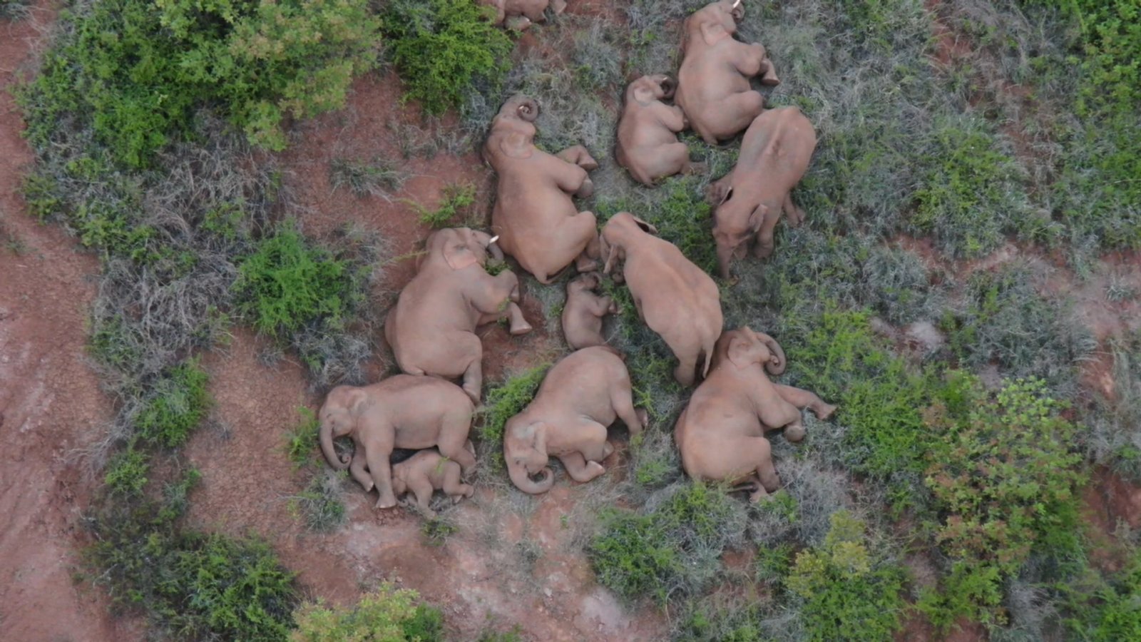 6月17日在玉溪市易門縣十街鄉拍攝的象群。