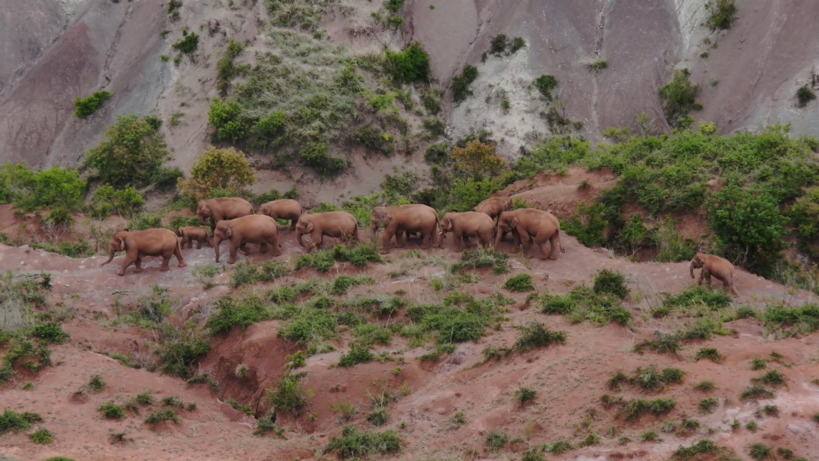 6月17日在玉溪市易門縣十街鄉拍攝的象群。