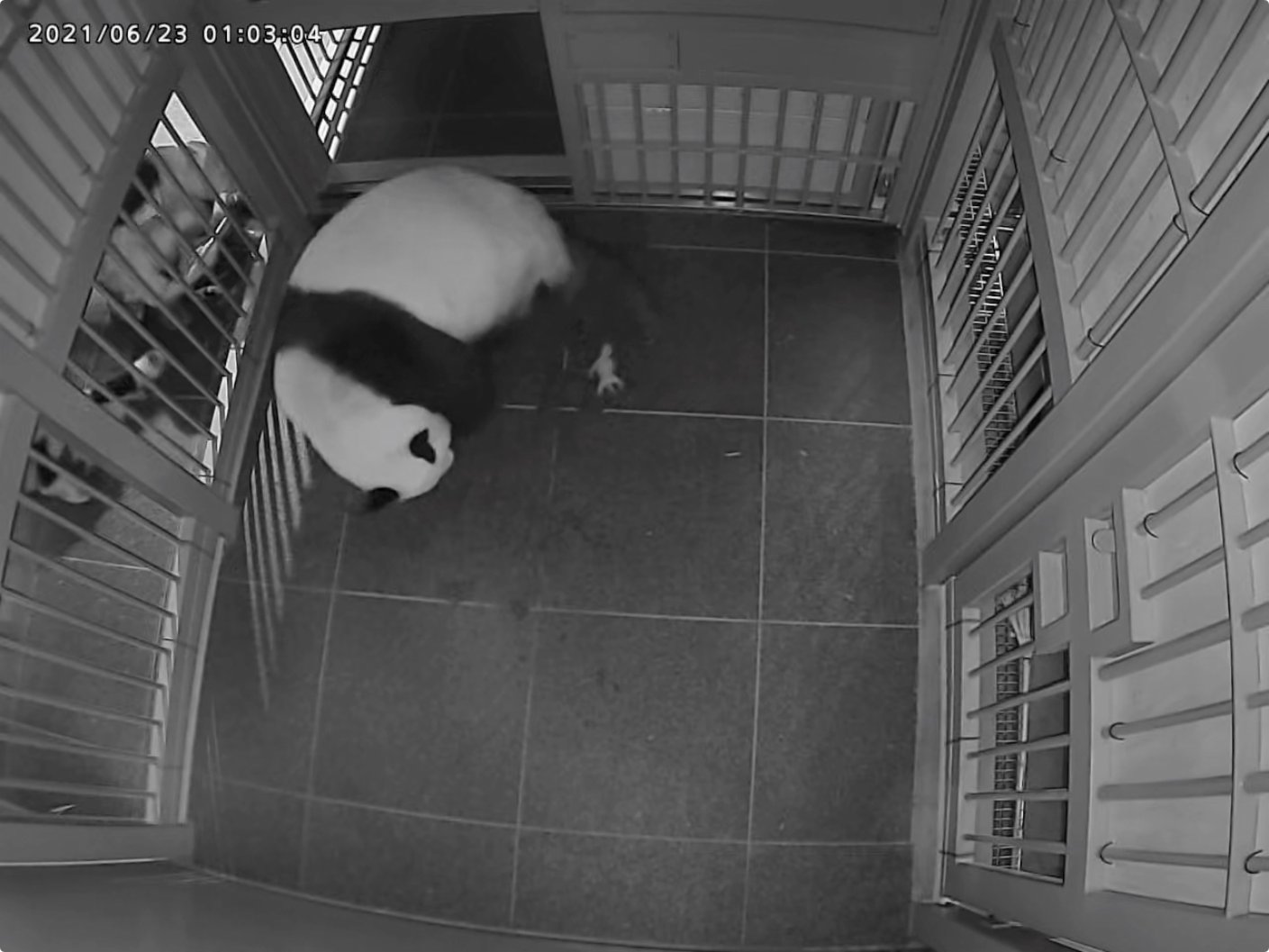 6月23日，大熊貓媽媽「仙女」在日本東京上野動物園誕下一隻幼崽。（新華社）