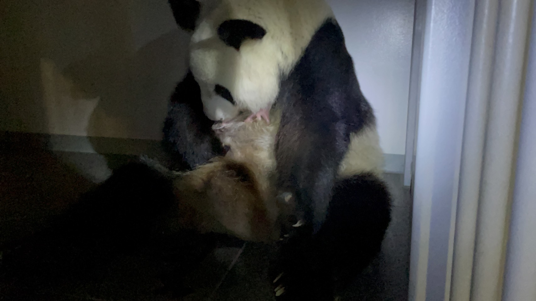 6月23日，大熊貓媽媽「仙女」在日本東京上野動物園口銜着幼崽。（新華社）