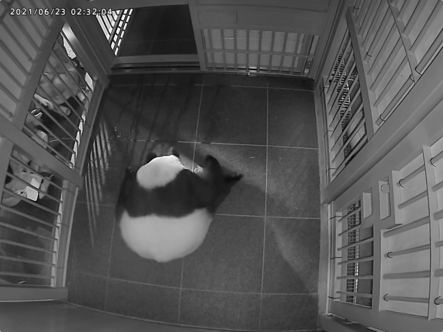 6月23日，大熊貓媽媽「仙女」在日本東京上野動物園誕下一隻幼崽。（新華社）