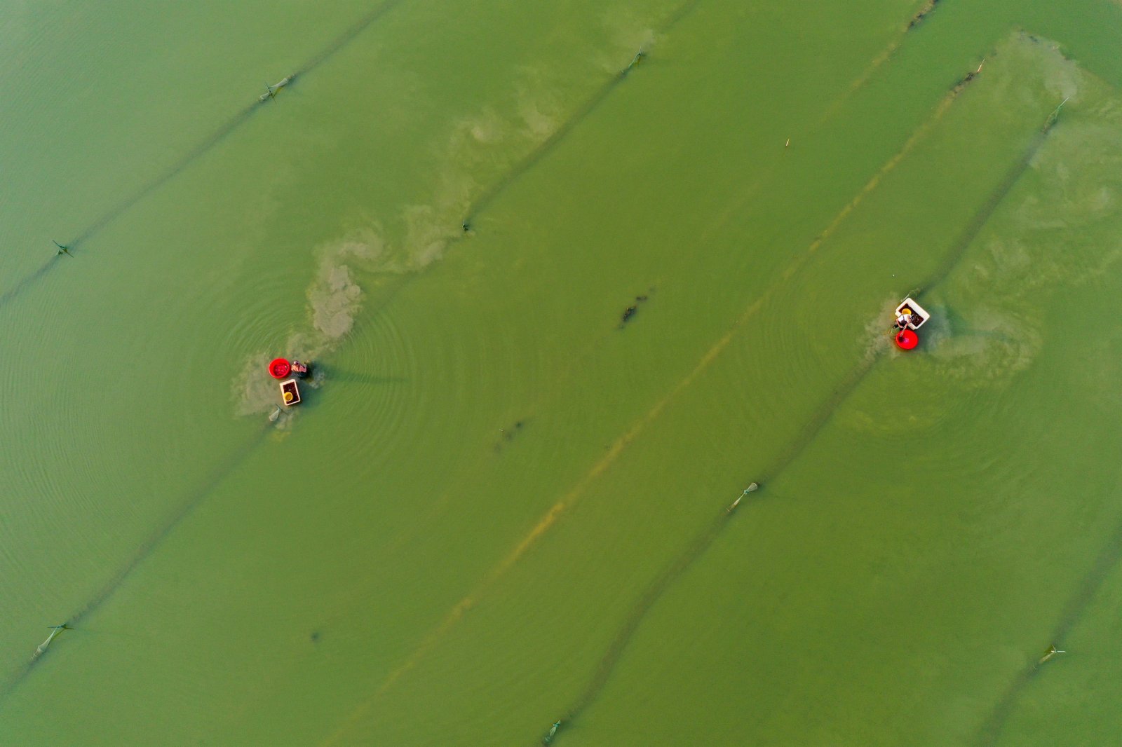 7月5日，在湖南省永州市道縣蚣壩鎮洲背村，村民在收穫小龍蝦。（新華社）