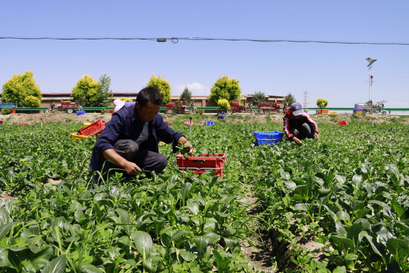 7月4日，在甘肅省張掖市甘州區烏江鎮供港蔬菜基地，當地群眾在採摘蔬菜。（新華社）