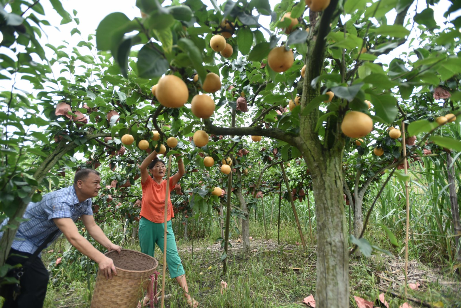  7月5日，四川省內江市東興區椑木鎮長豐村村民在摘梨。（新華社）