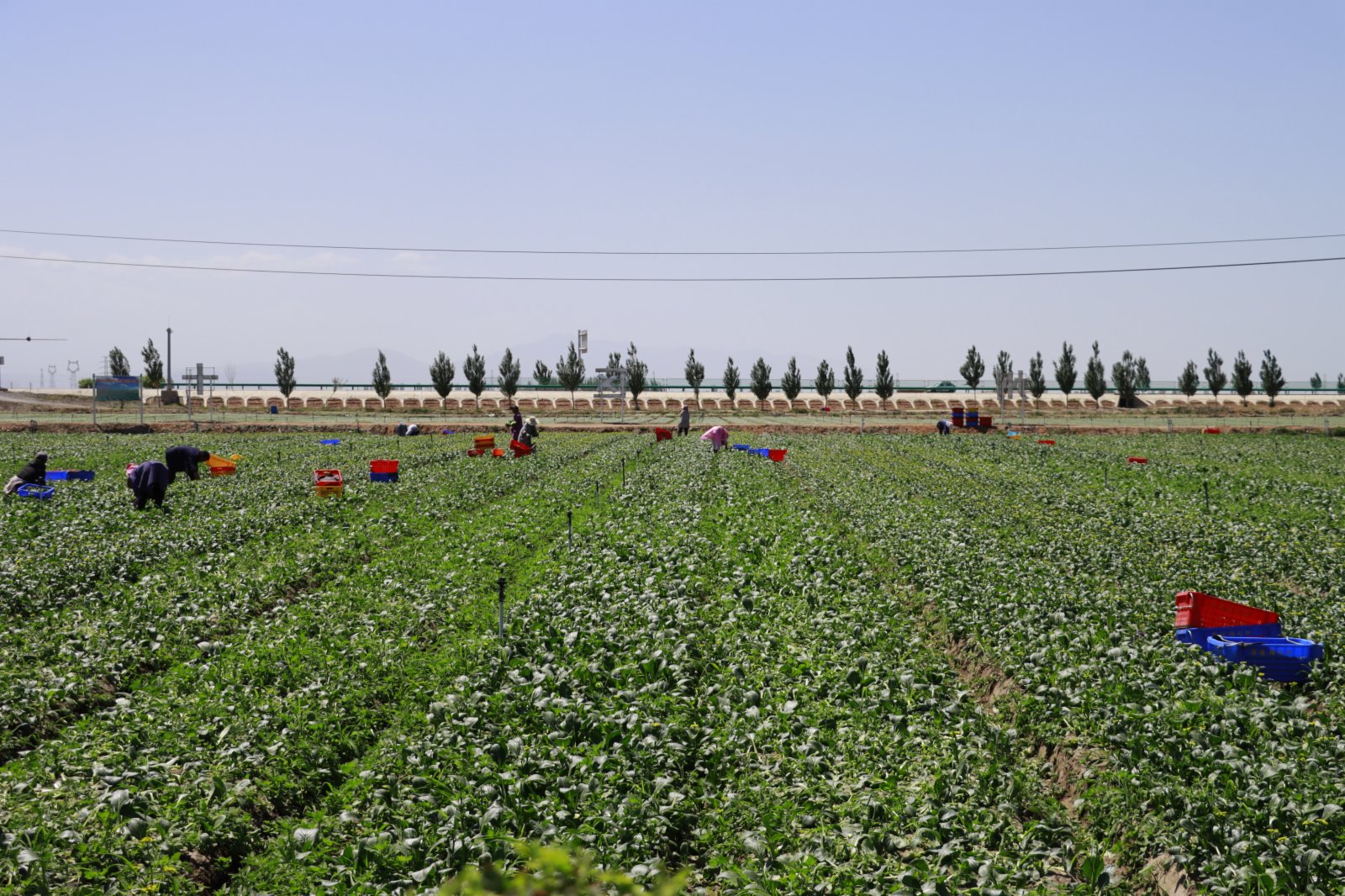 7月4日，在甘肅省張掖市甘州區烏江鎮供港蔬菜基地，當地群眾在採摘蔬菜。（新華社）