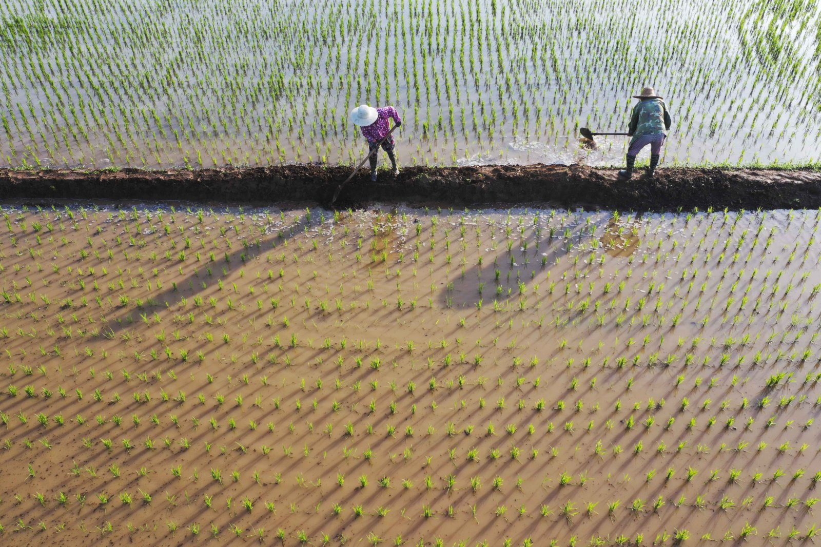 7月5日，河北唐山遵化市團瓢莊鄉山裡各莊村的農民在稻田裏勞作。（新華社）