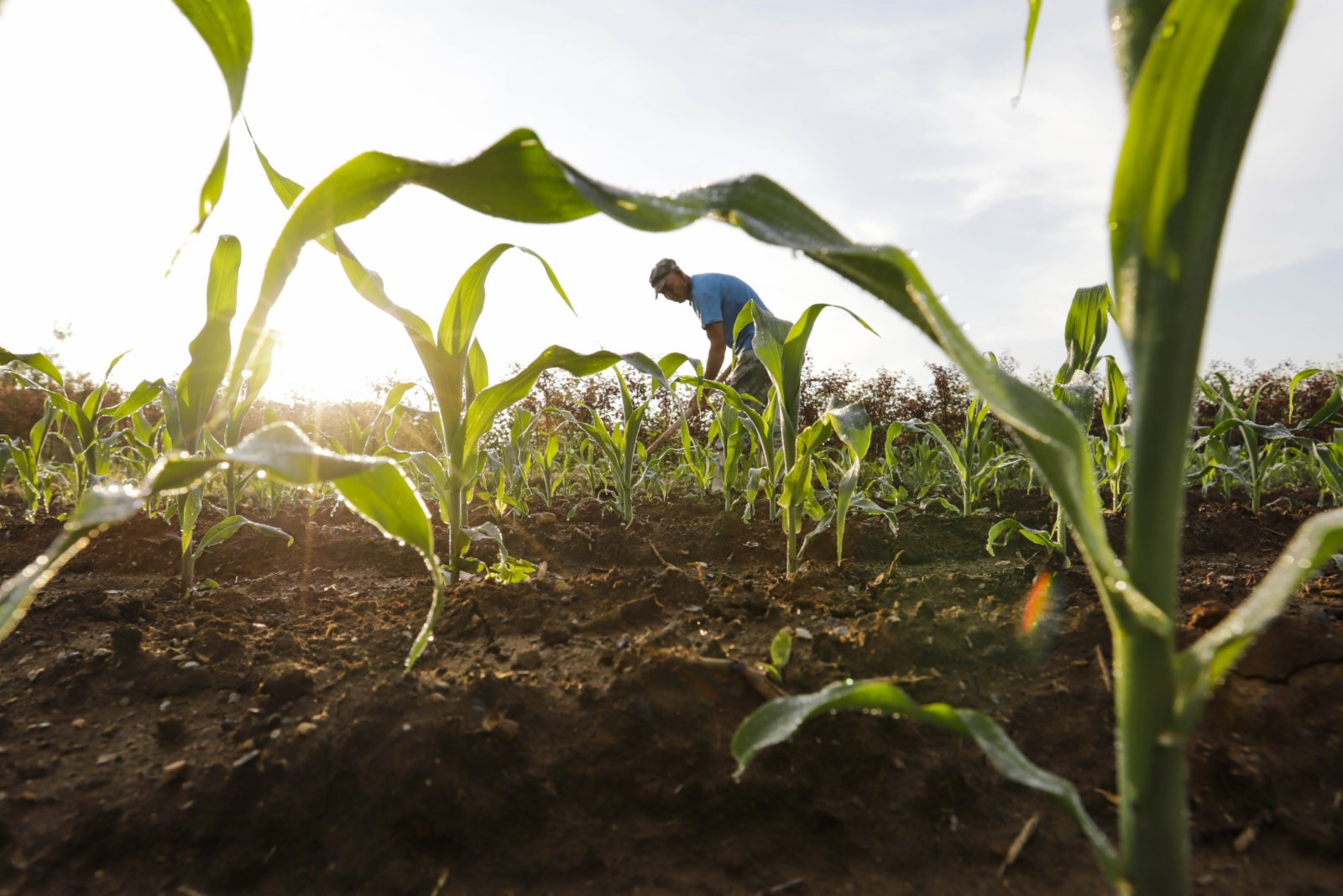 7月5日，河北唐山遵化市新店子鎮東葦店村的農民在玉米地裏勞作。（新華社）