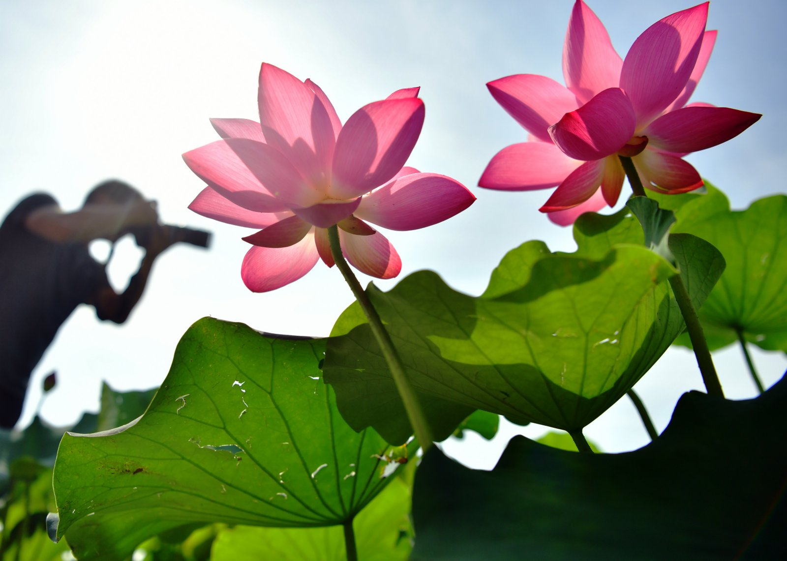 7月8日，遊人在河北石家莊植物園賞荷、拍照。