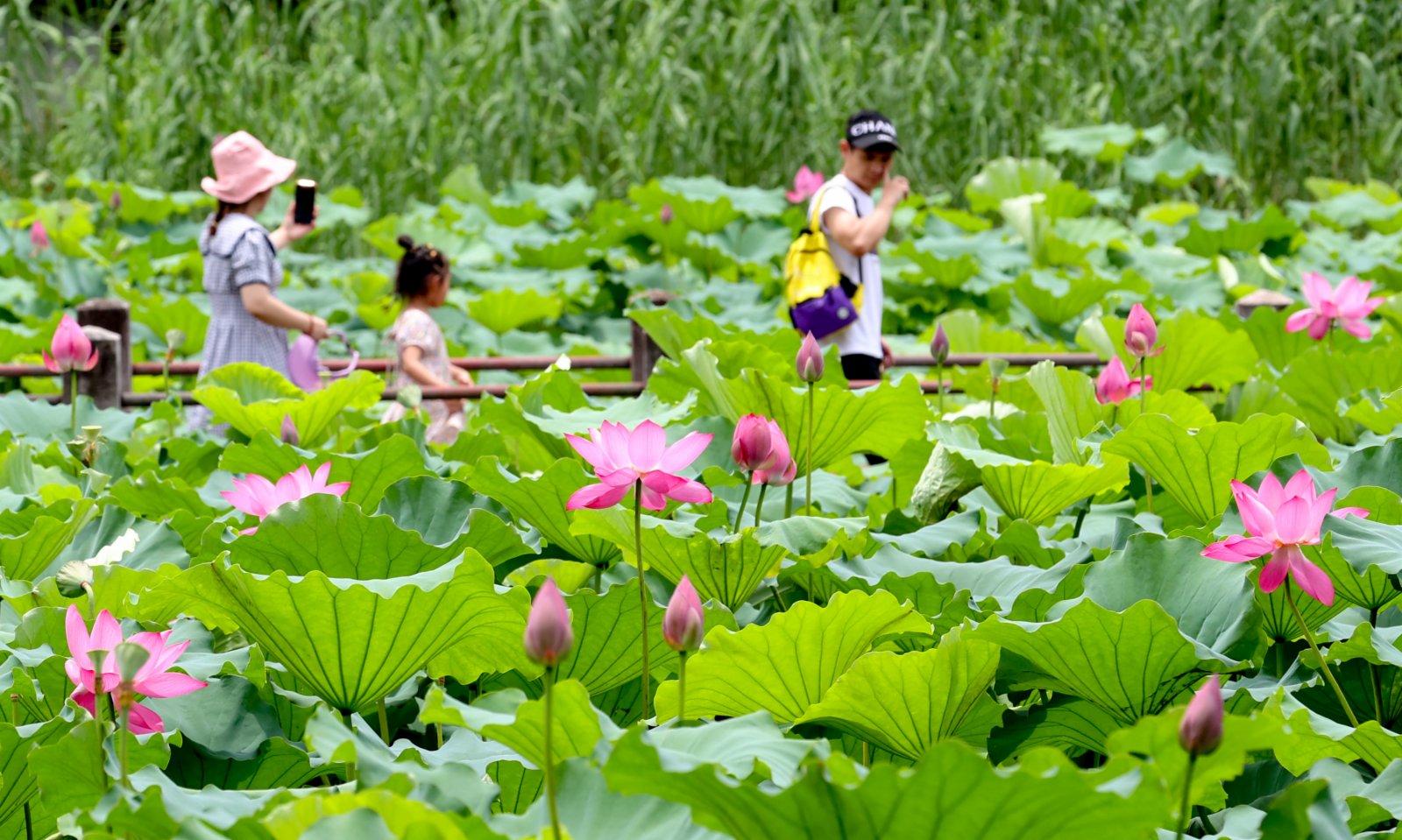 7月10日，遊人在武漢東湖風景區觀賞荷花。