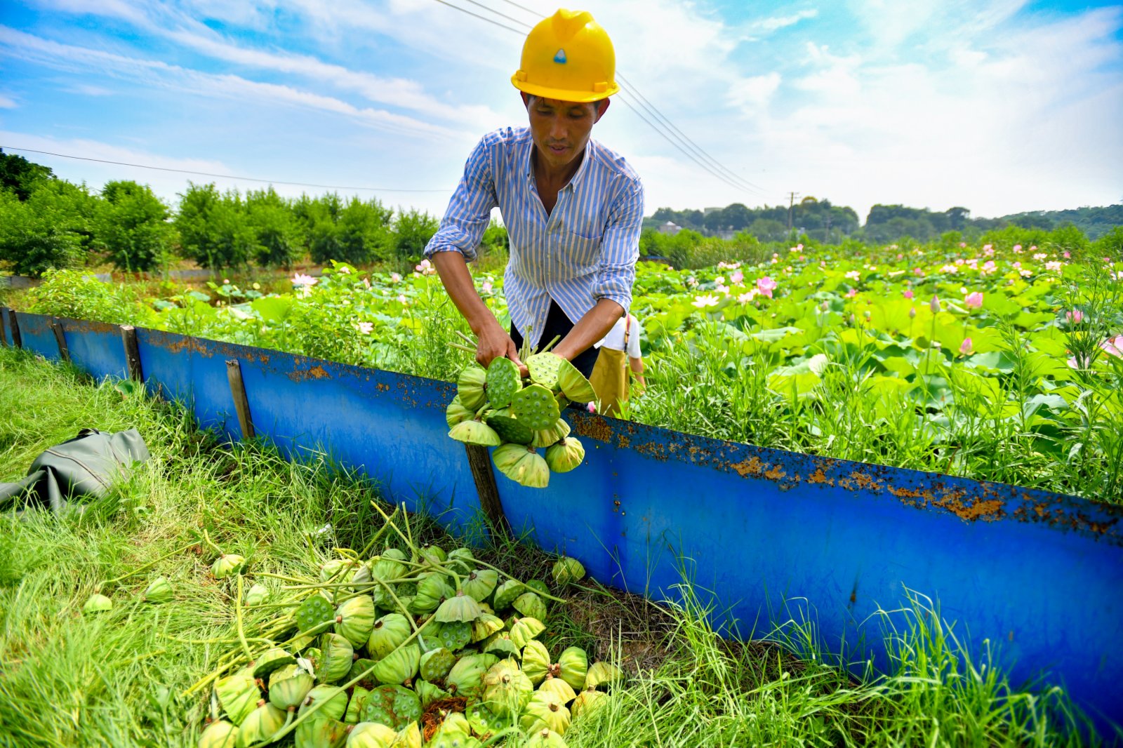 7月11日，在湖南省湘潭市雨湖區姜畬鎮聯映村，蓮農收集採摘好的蓮蓬。（新華社）