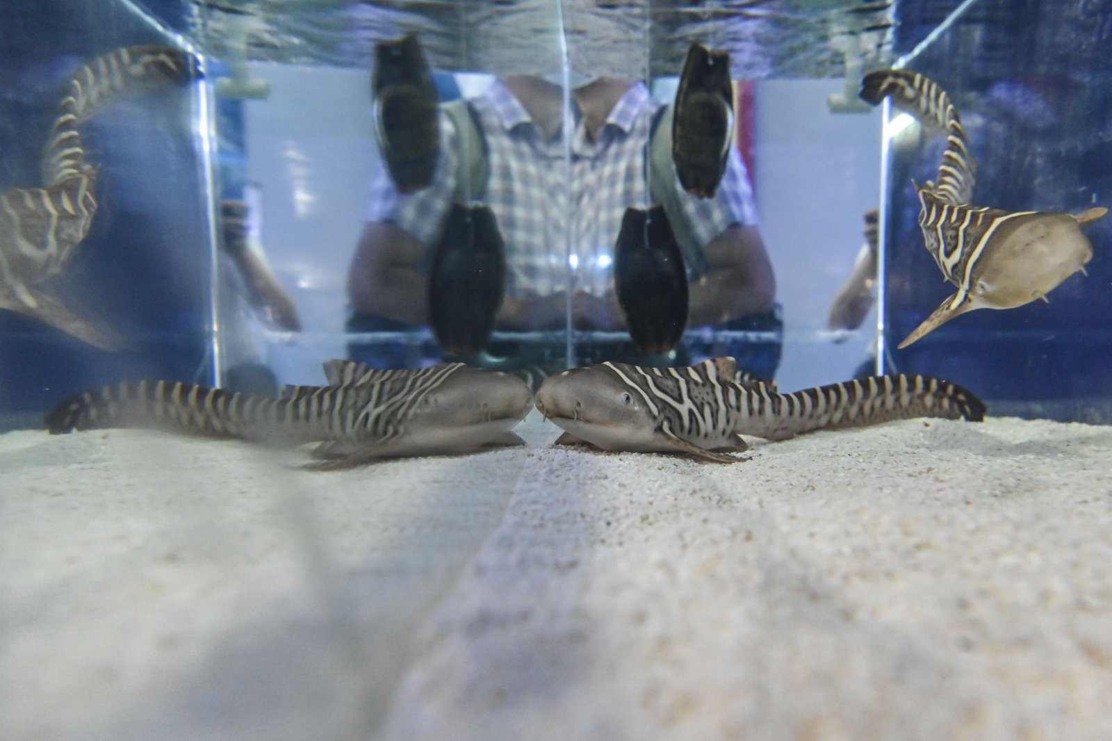 7月13日，廣東省珠海市，生活在長隆海洋王國內的豹紋鯊寶寶。中新社