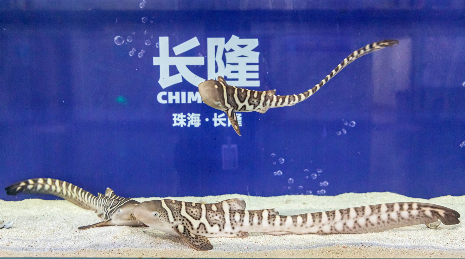 這是2021年以來珠海長隆海洋王國成功繁育的3尾幼豹紋鯊。新華社