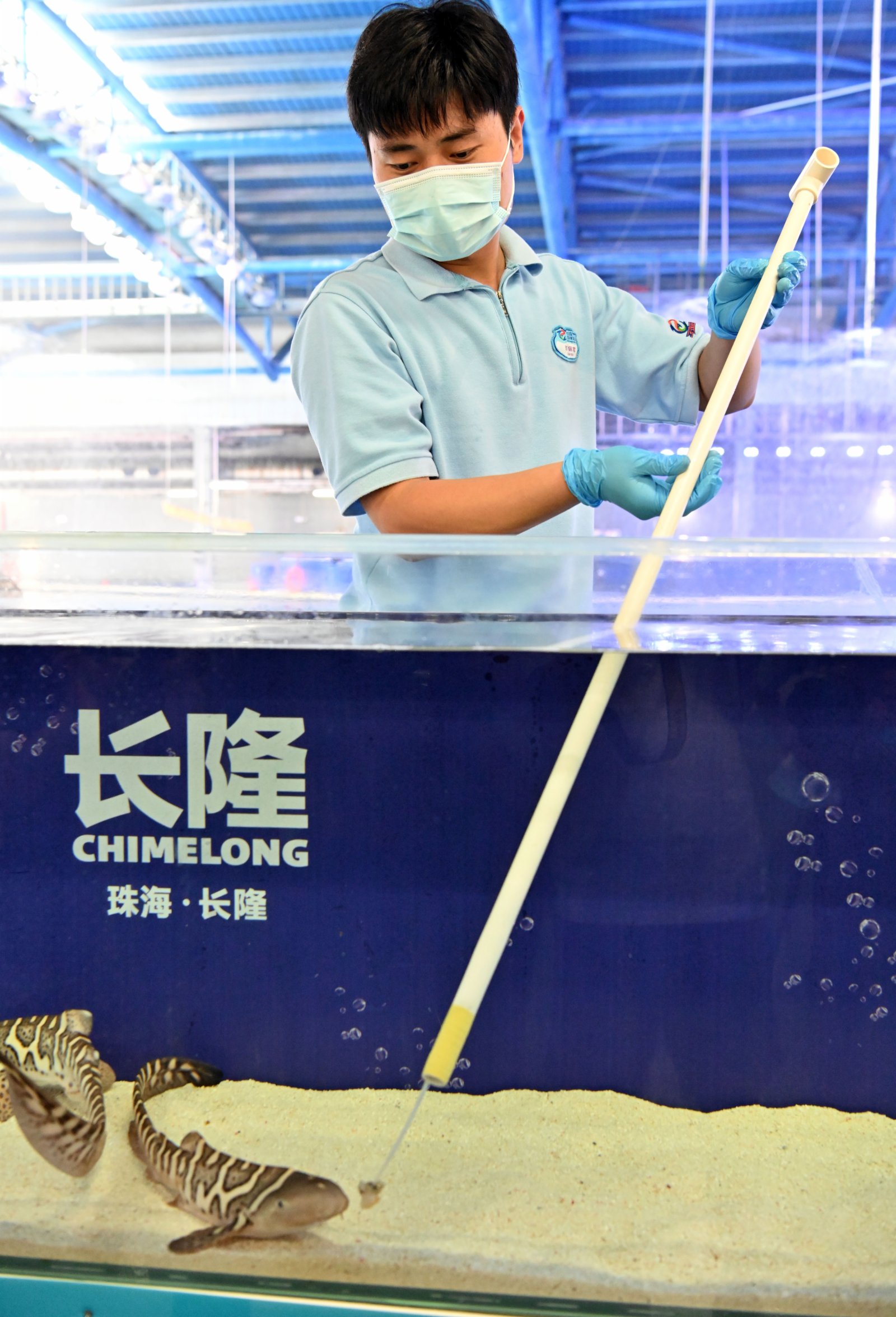 7月13日，保育員給幼豹紋鯊喂食。新華社