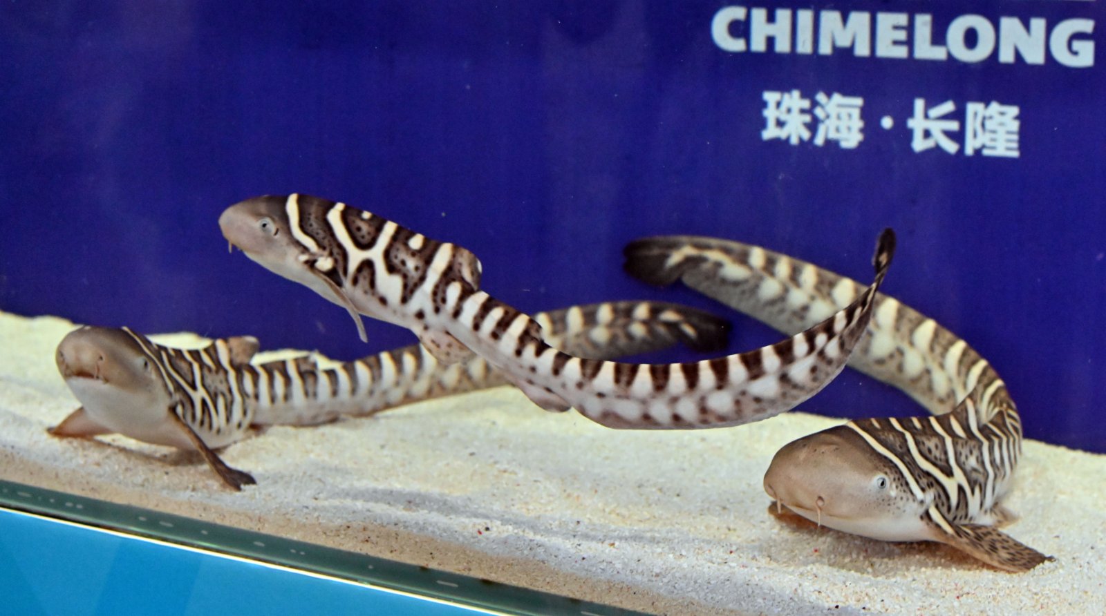 7月13日，廣東省珠海市，生活在長隆海洋王國內的豹紋鯊寶寶。新生的三尾豹紋鯊是長隆海洋王國第二次成功繁育豹紋鯊，其中兩尾為雌性、一尾為雄性。 中新社