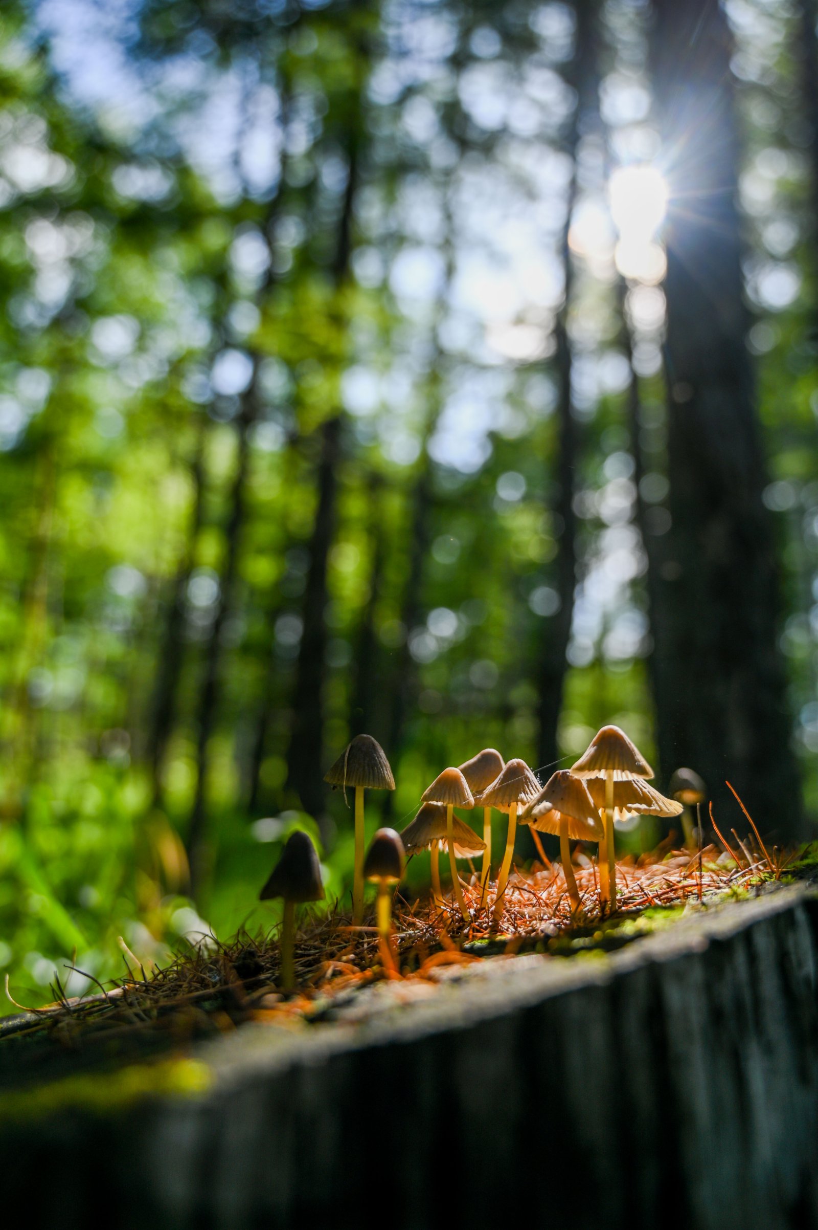 阿爾山國家森林公園內的一簇蘑菇。（新華社）