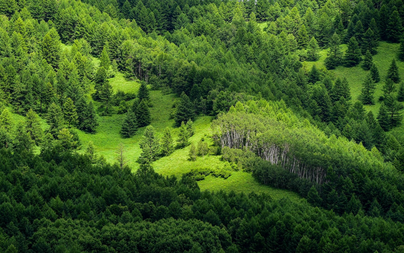 阿爾山國家森林公園風光。（新華社）