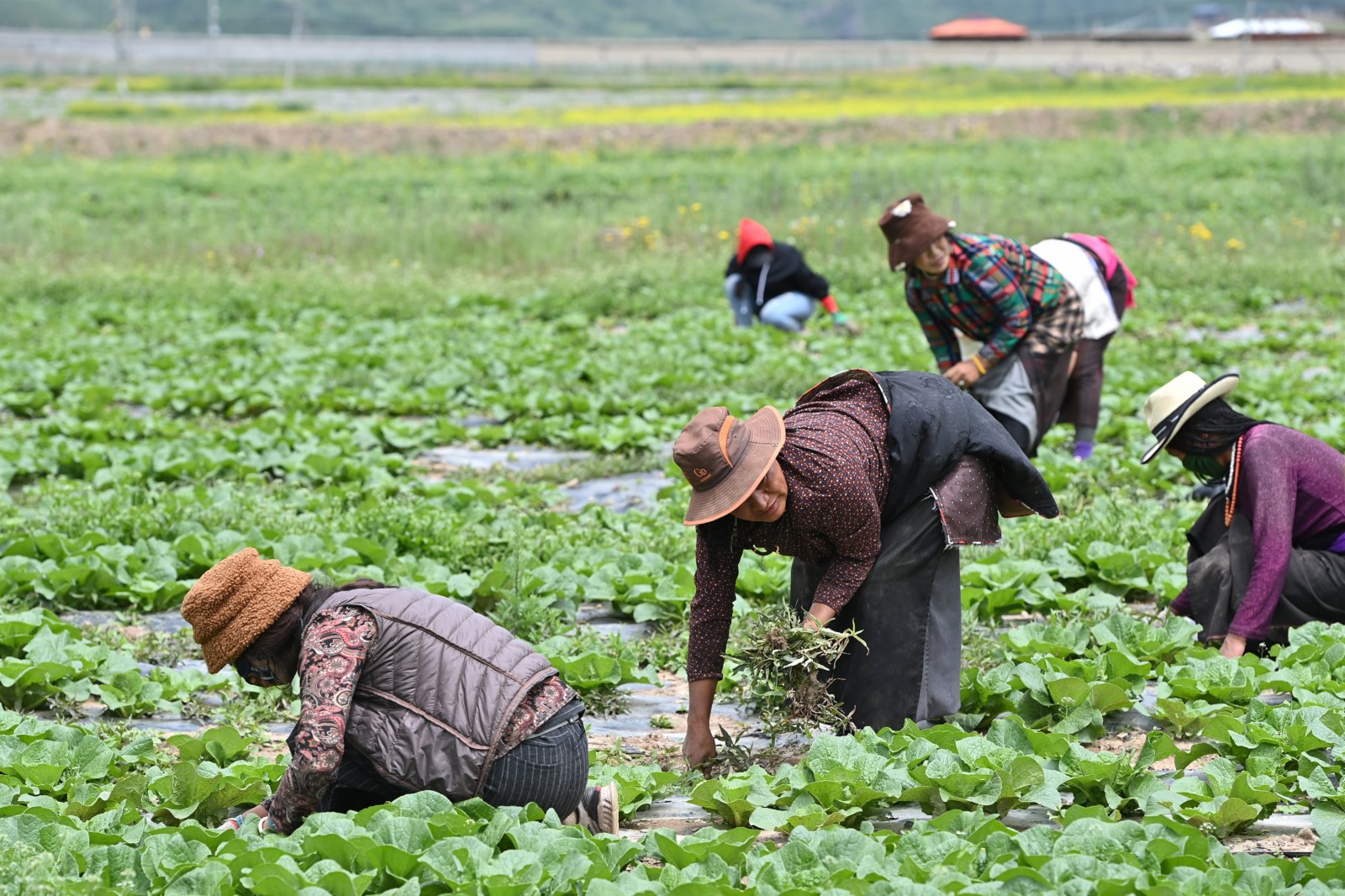7月17日，壤塘縣瑟谷村農牧民在蔬菜基地的菜地內除草。（新華社）