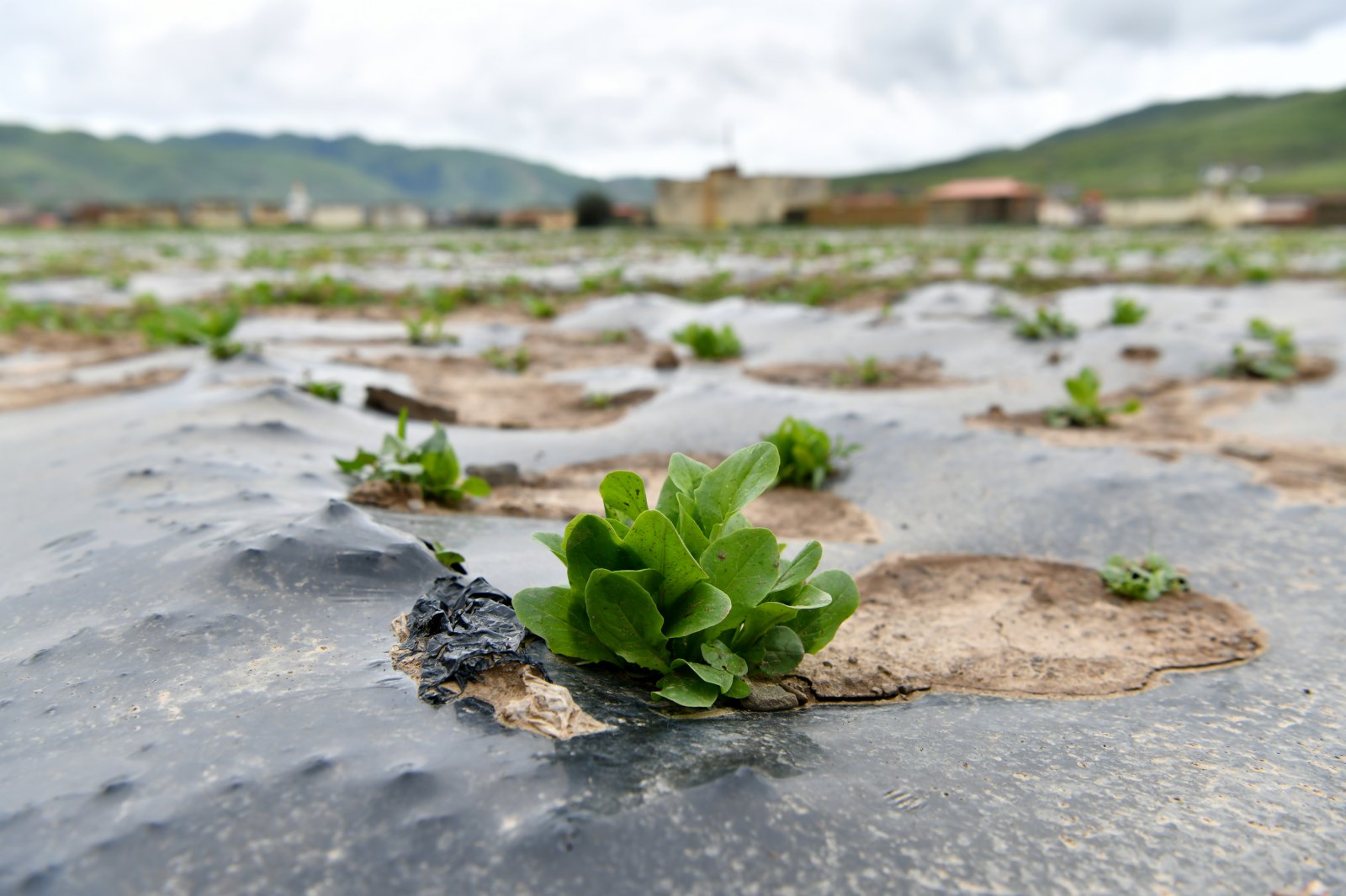 壤塘縣瑟谷村蔬菜基地內種植的蔬菜。（新華社）