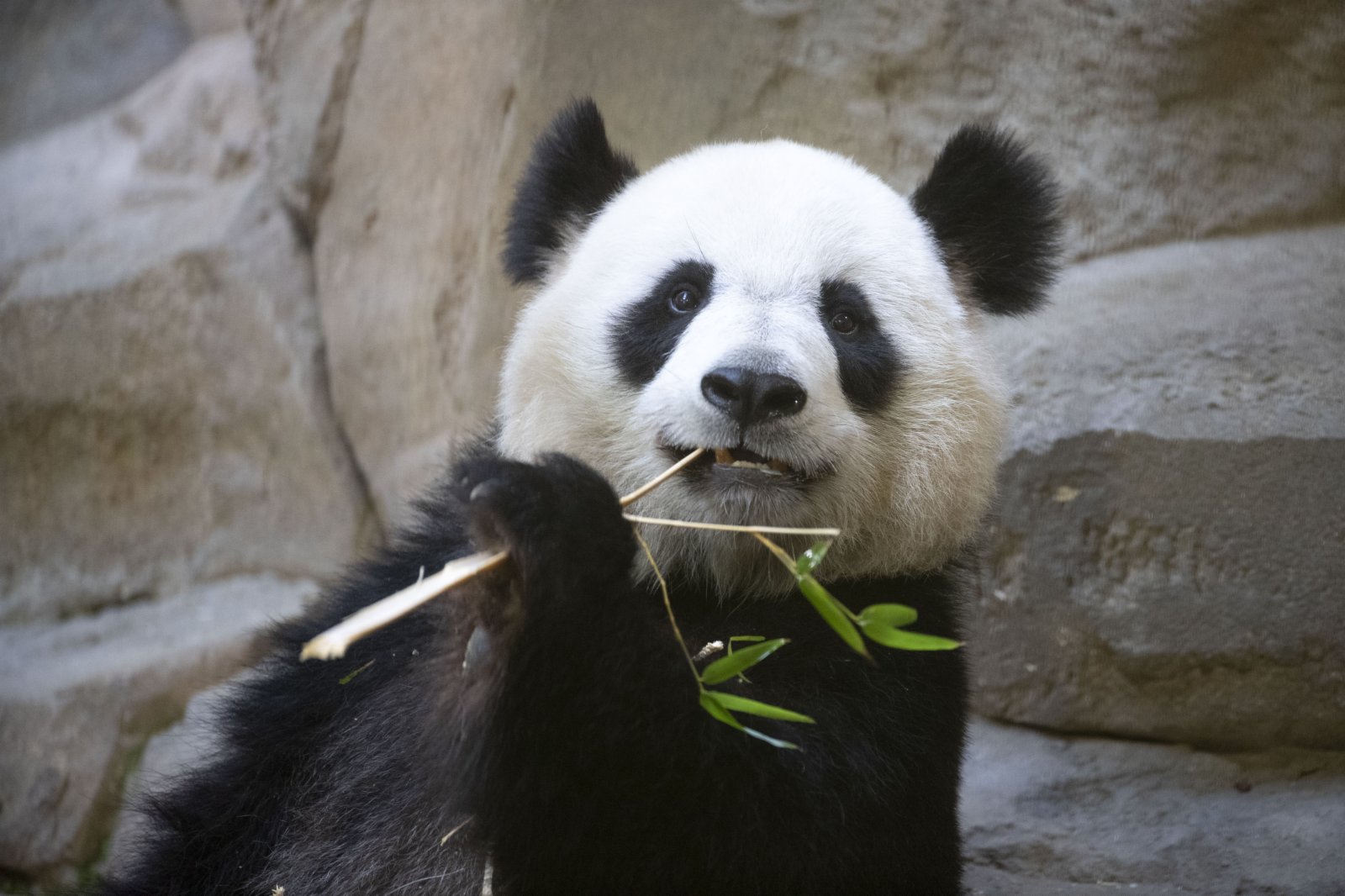 這是5月5日在法國博瓦勒野生動物園拍攝的大熊貓「歡歡」的資料照片。（新華社）