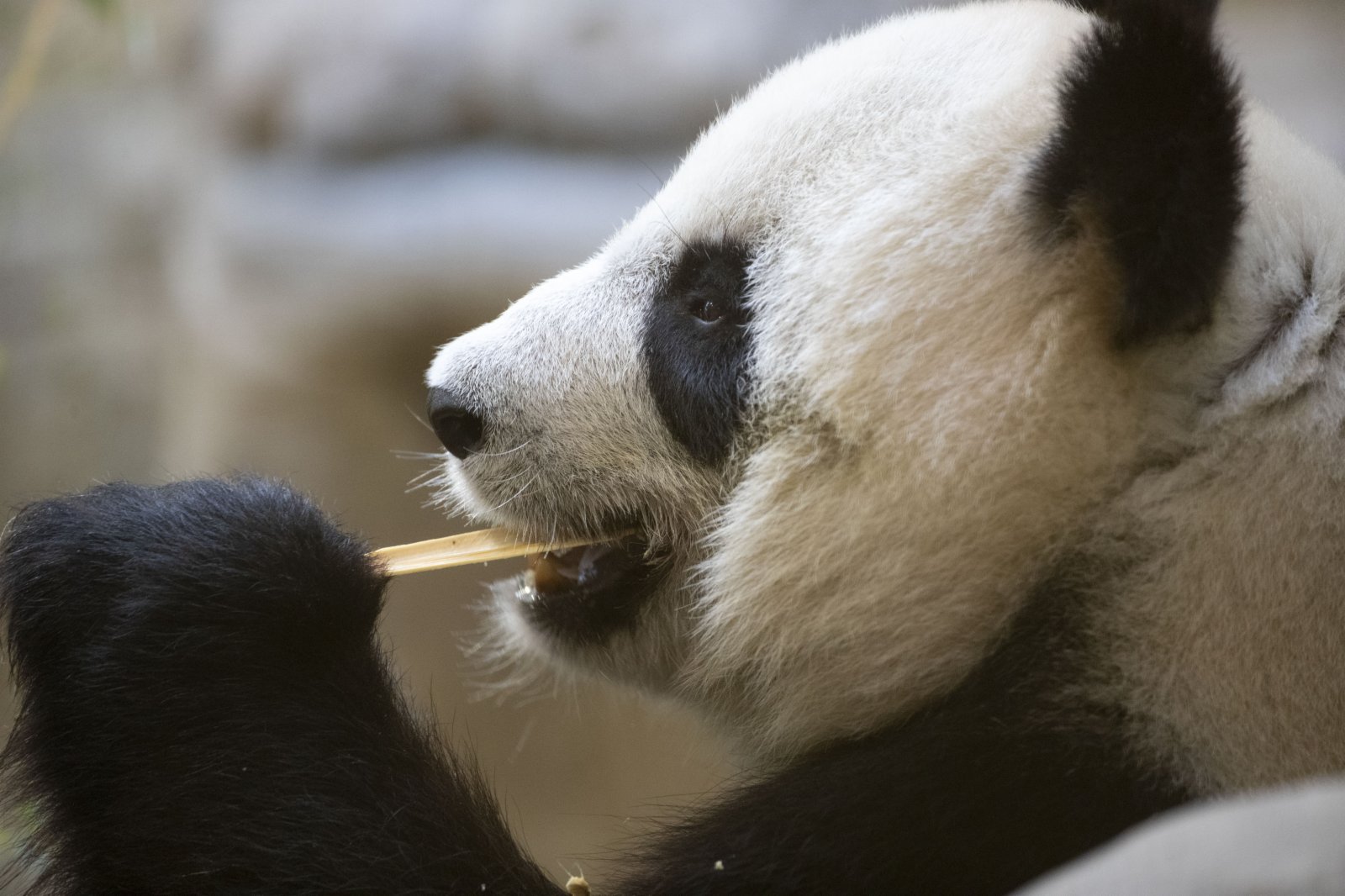 這是5月5日在法國博瓦勒野生動物園拍攝的大熊貓「歡歡」的資料照片。（新華社）