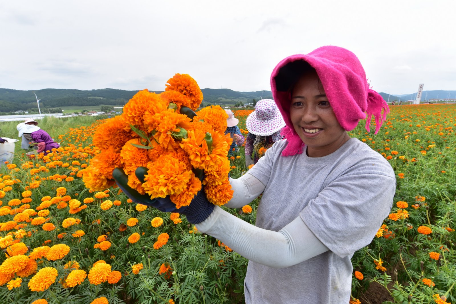  8月5日，興隆鎮居民在萬壽菊種植園中採摘萬壽菊。（新華社）