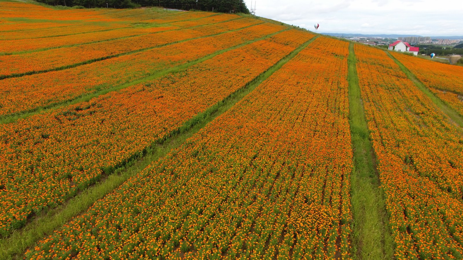 8月3日拍攝的興隆鎮萬壽菊種植園（無人機照片）。（新華社）