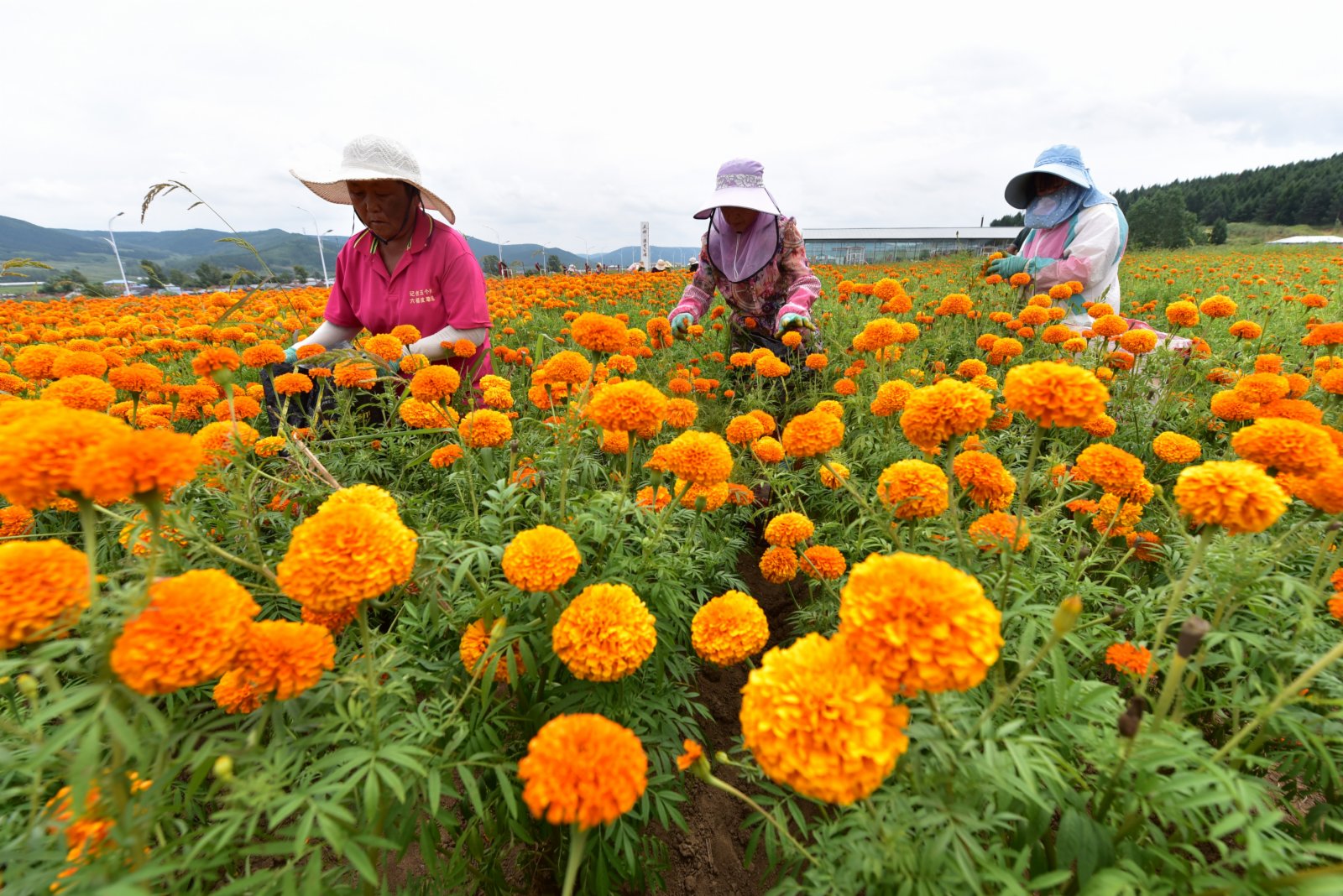 8月5日，興隆鎮居民在萬壽菊種植園中採摘萬壽菊。（新華社）