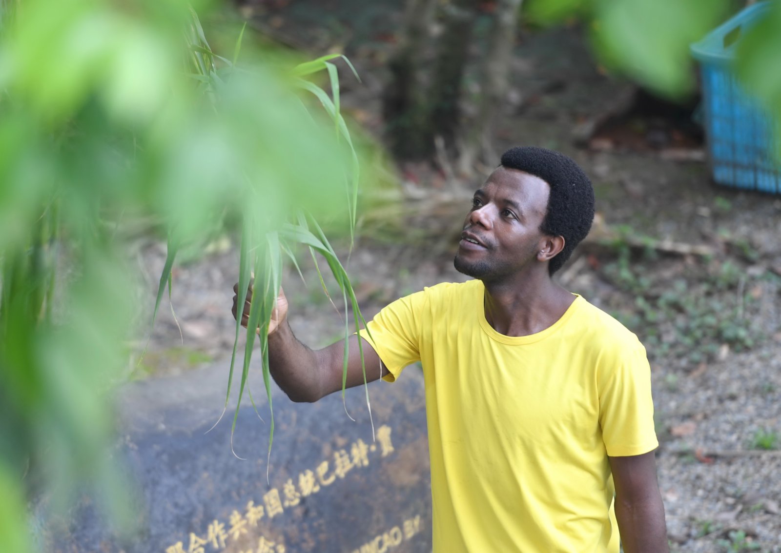 8月12日,盧旺達留學生歐貝德·尼伊姆巴巴茲在觀察巨菌草的生長情況。(新華社) 8月12日,盧旺達留學生歐貝德·尼伊姆巴巴茲在觀察巨菌草的生長情況。(新華社)