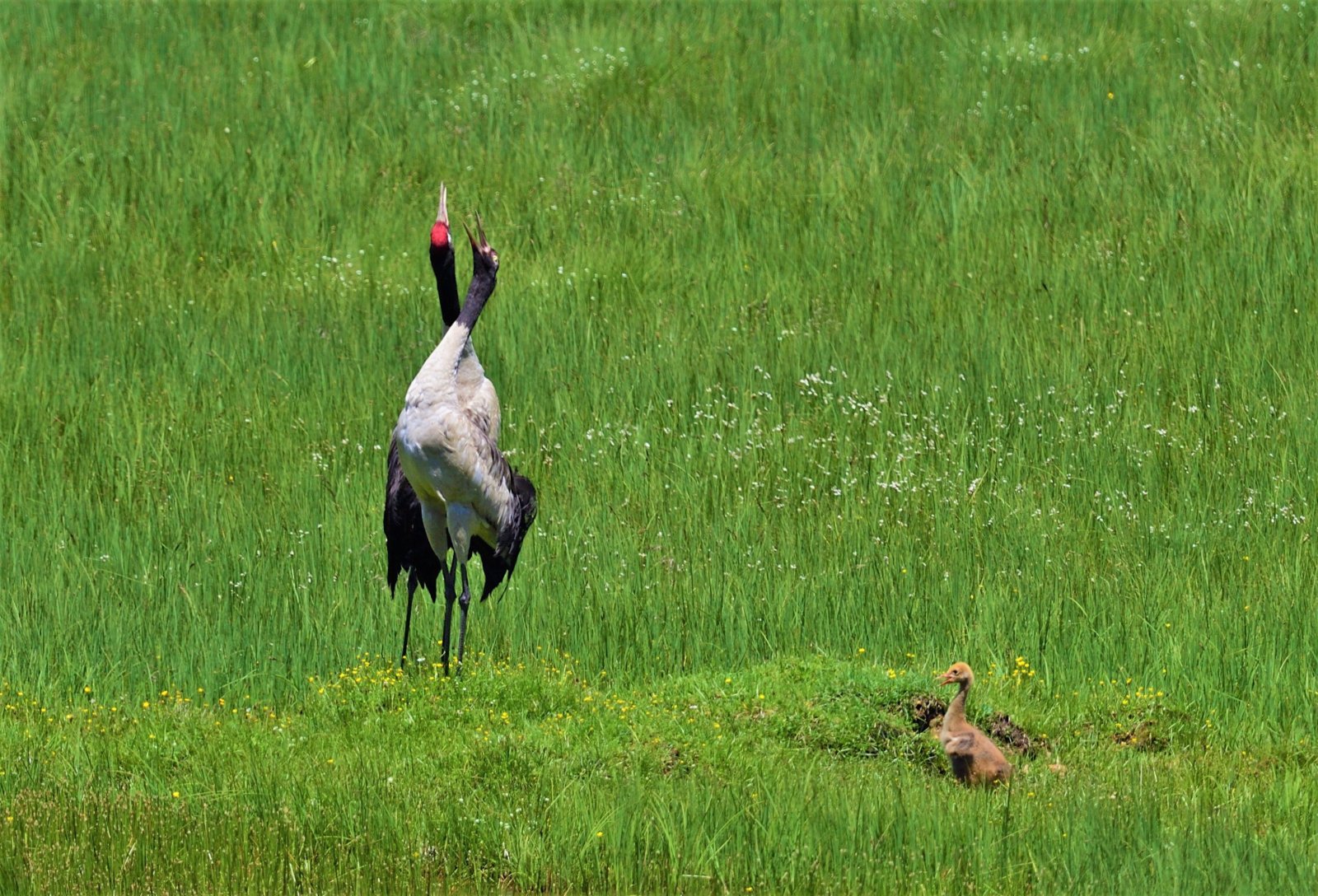 這是在四川省阿壩藏族羌族自治州紅原縣境內拍攝的帶著幼崽的黑頸鶴。（新華社）