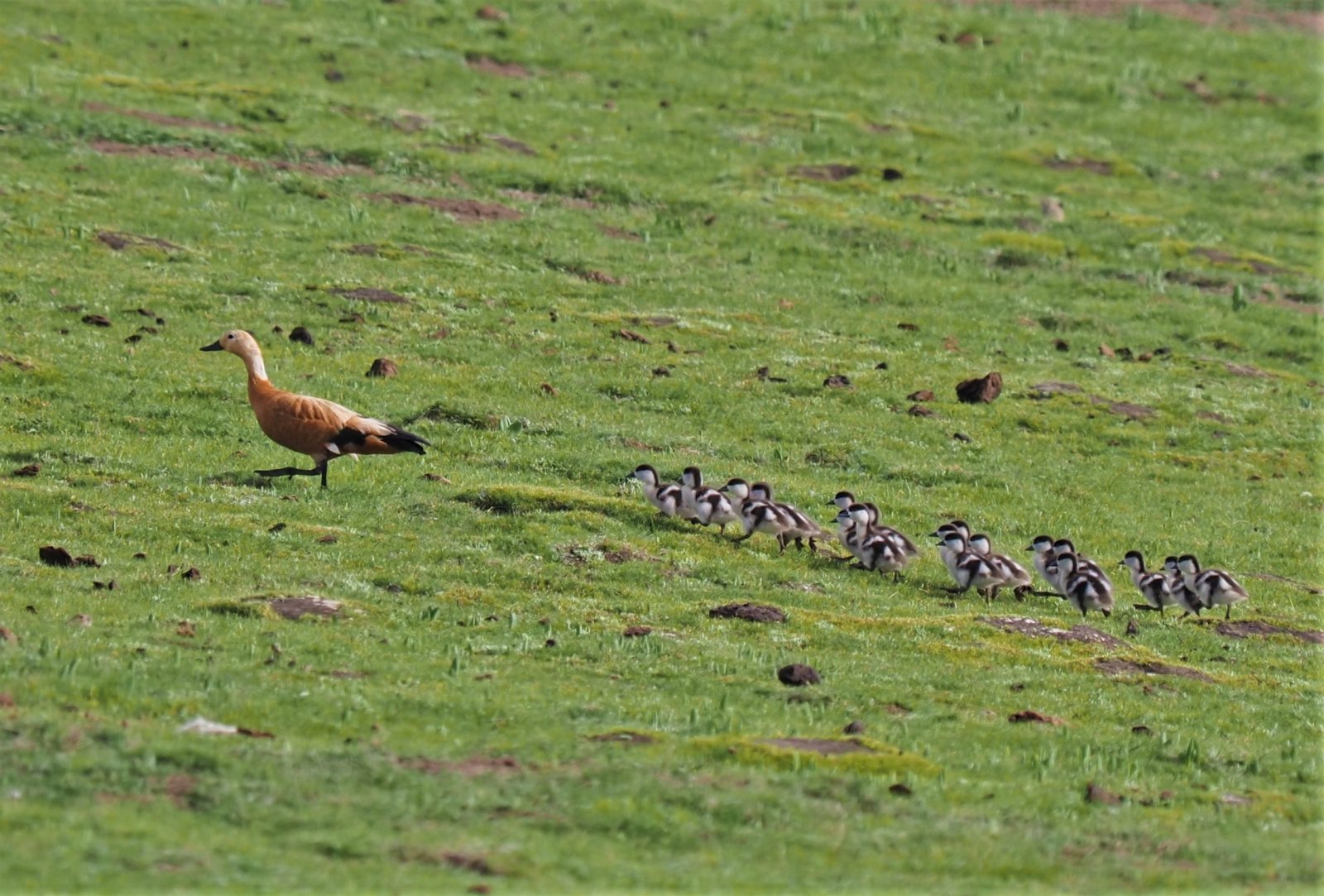 這是在四川省阿壩藏族羌族自治州若爾蓋縣境內拍攝的帶著多只幼崽的赤麻鴨。（新華社）