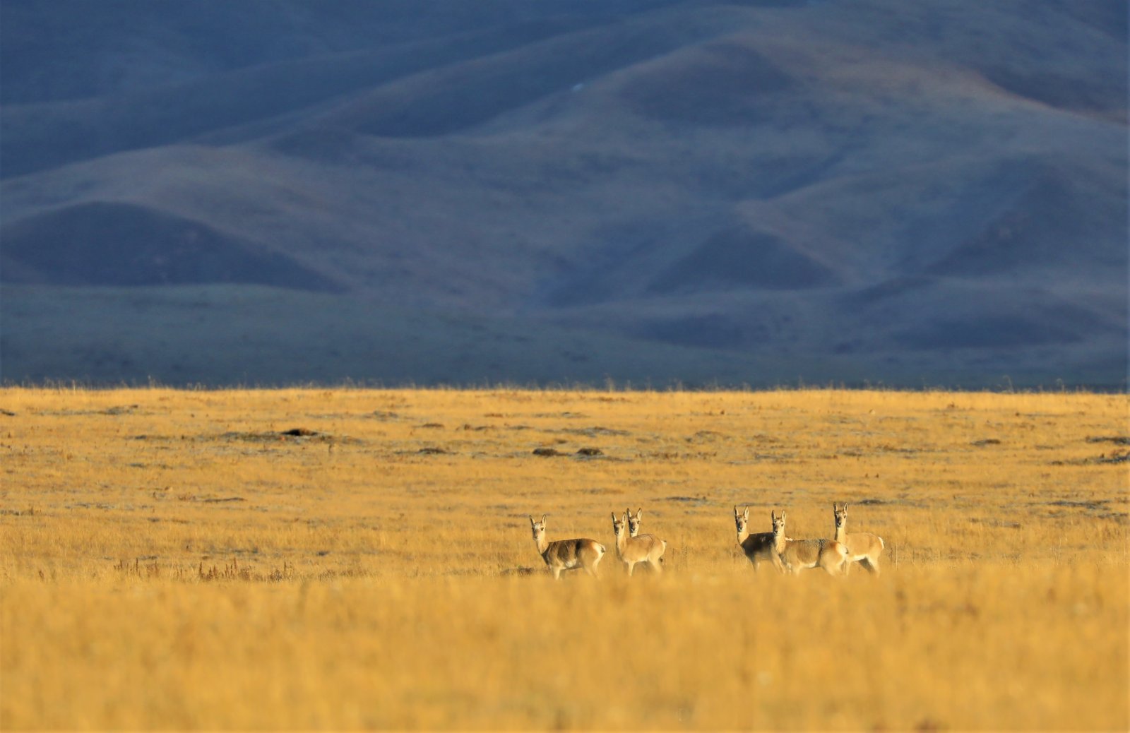 這是在四川省阿壩藏族羌族自治州紅原縣境內拍攝的藏原羚。（新華社）