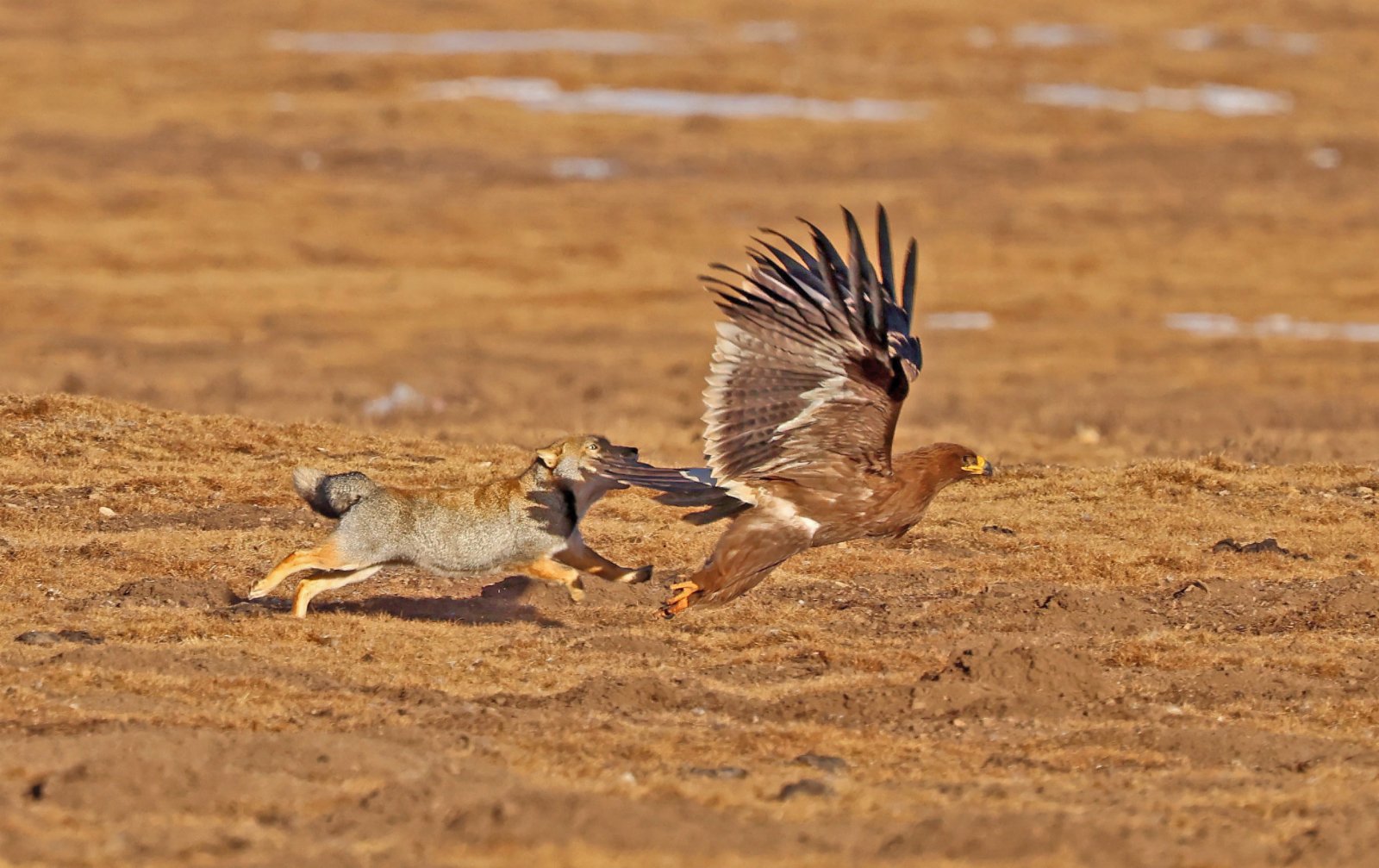 這是在四川省阿壩藏族羌族自治州若爾蓋縣境內拍攝的一隻藏狐追擊草原雕。（新華社）