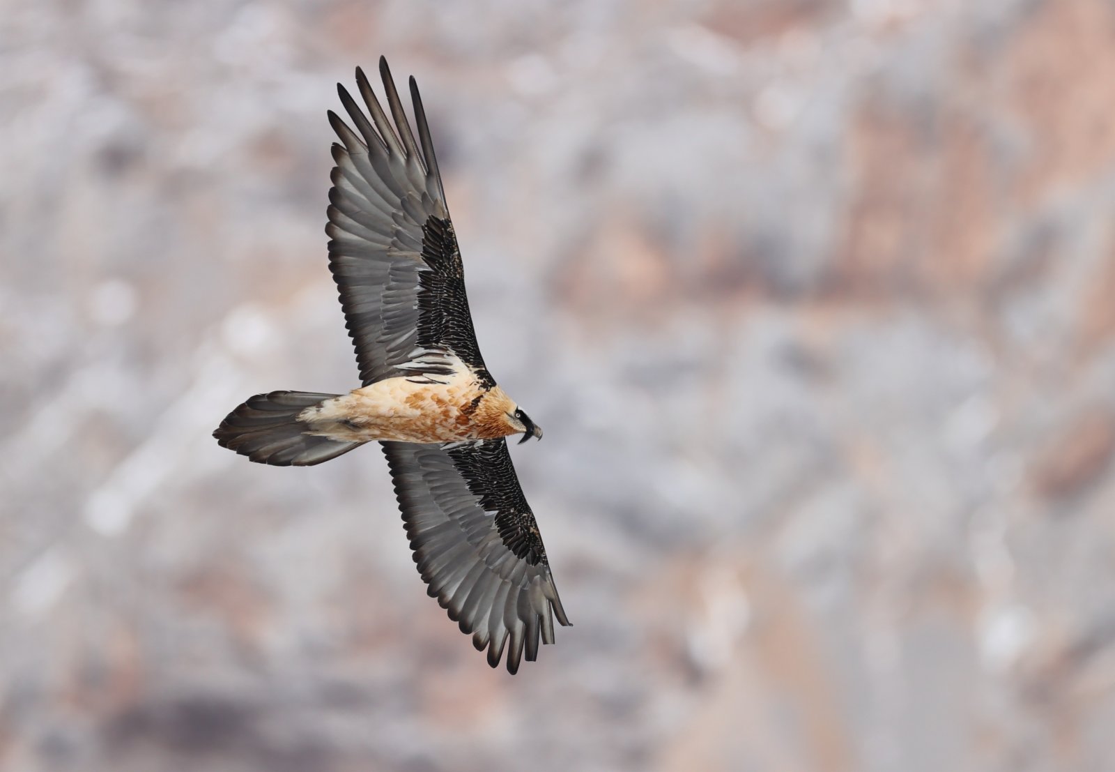 這是在四川省阿壩藏族羌族自治州若爾蓋縣境內拍攝的胡兀鷲。（新華社）
