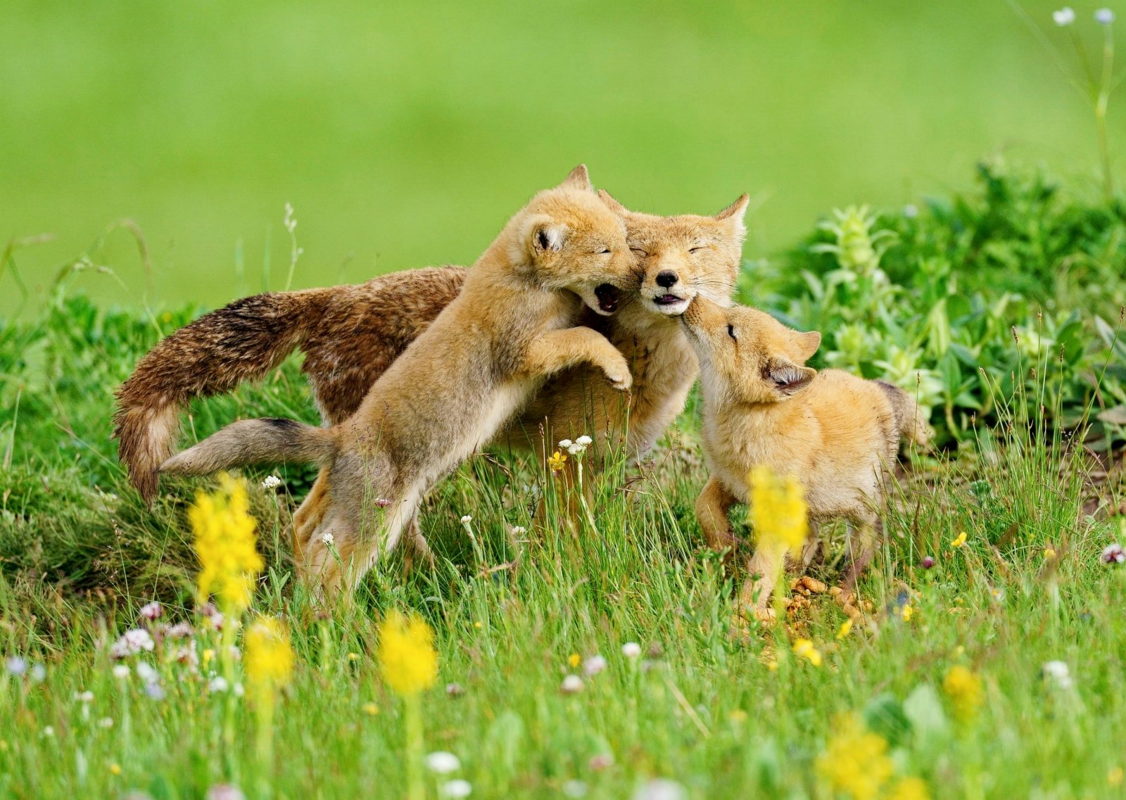 這是在四川省阿壩藏族羌族自治州若爾蓋縣境內拍攝的藏狐。（新華社）
