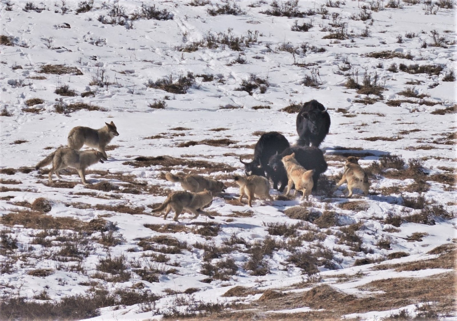 這是在四川省阿壩藏族羌族自治州若爾蓋縣境內拍攝的草原狼圍攻牦牛。（新華社）