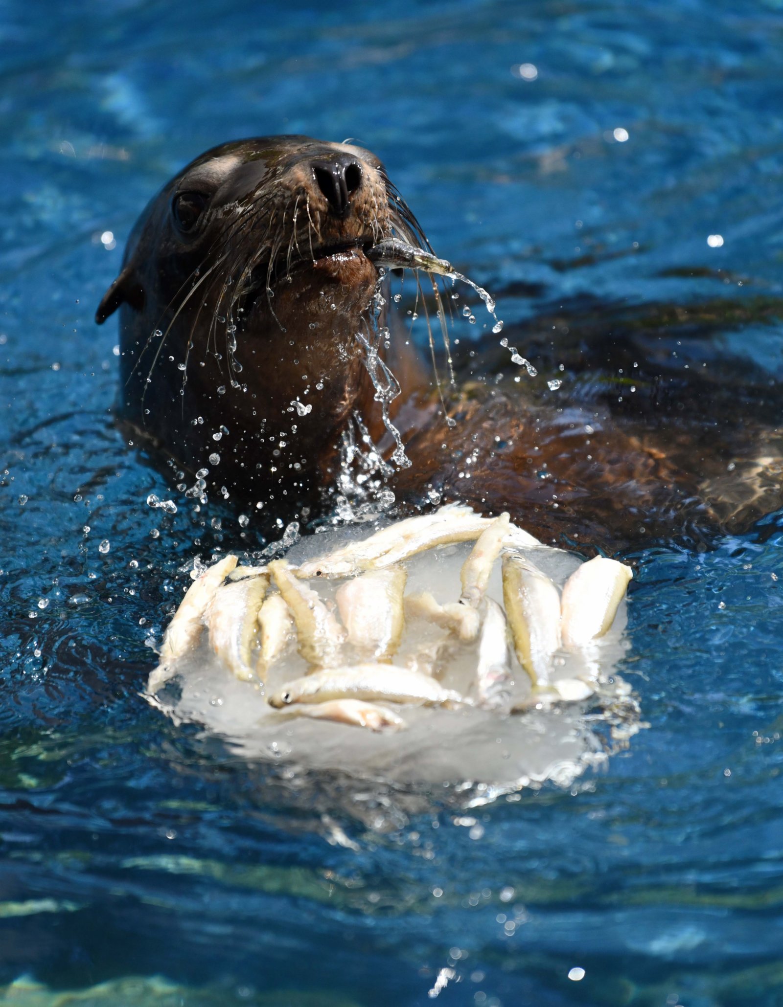 8月26日，一隻海獅在意大利羅馬動物園享用冰凍食物。
