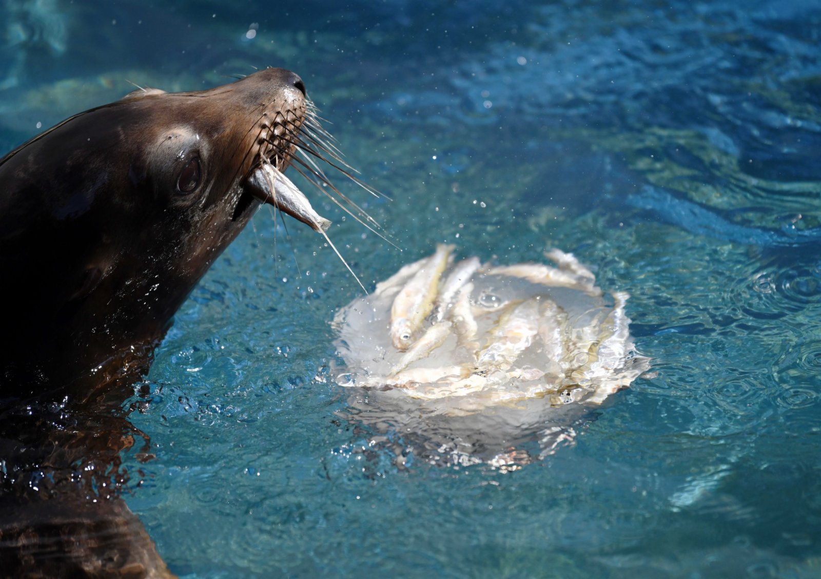 8月26日，一隻海獅在意大利羅馬動物園享用冰凍食物。