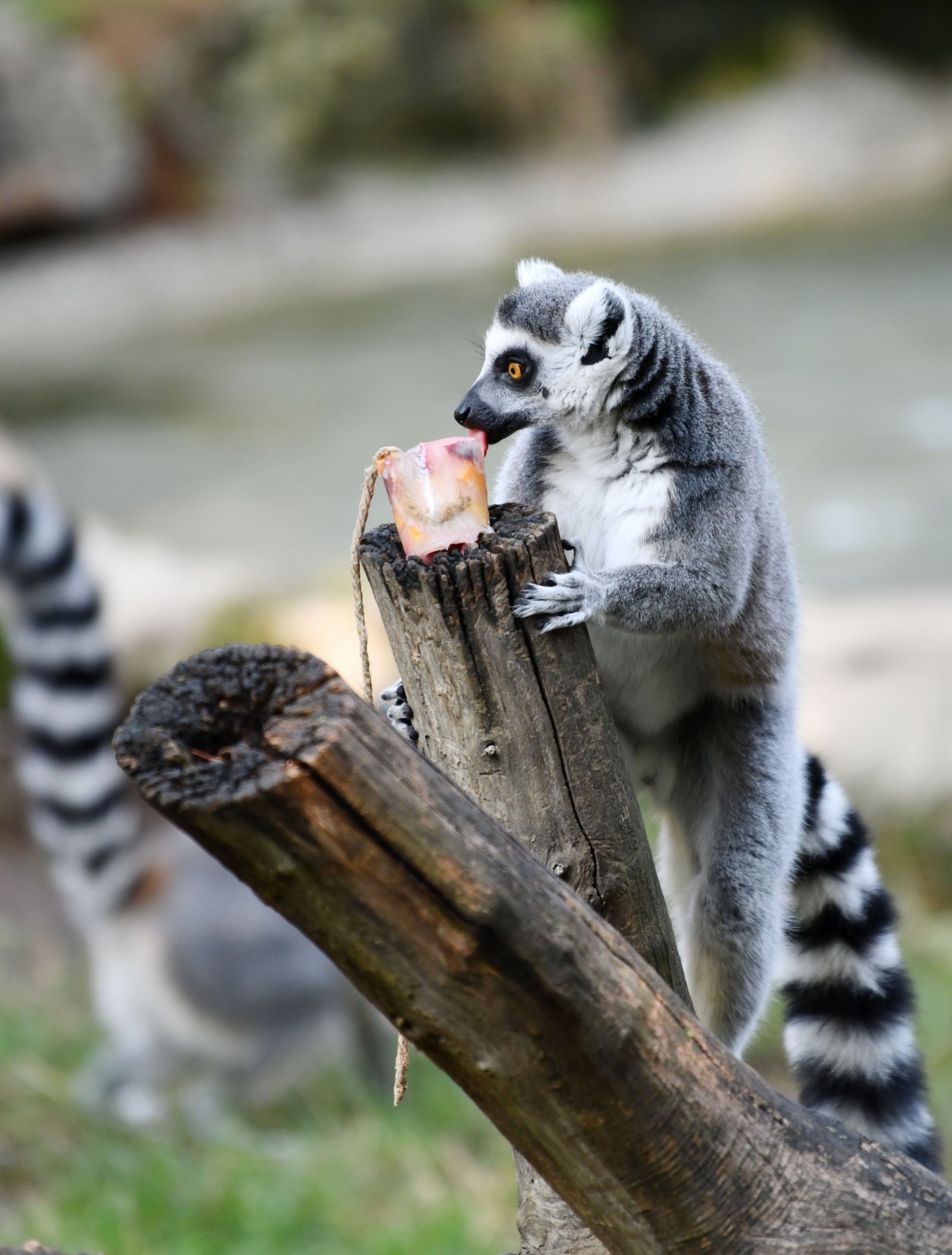 8月26日，一隻環尾狐猴在意大利羅馬動物園享用冰凍果蔬。