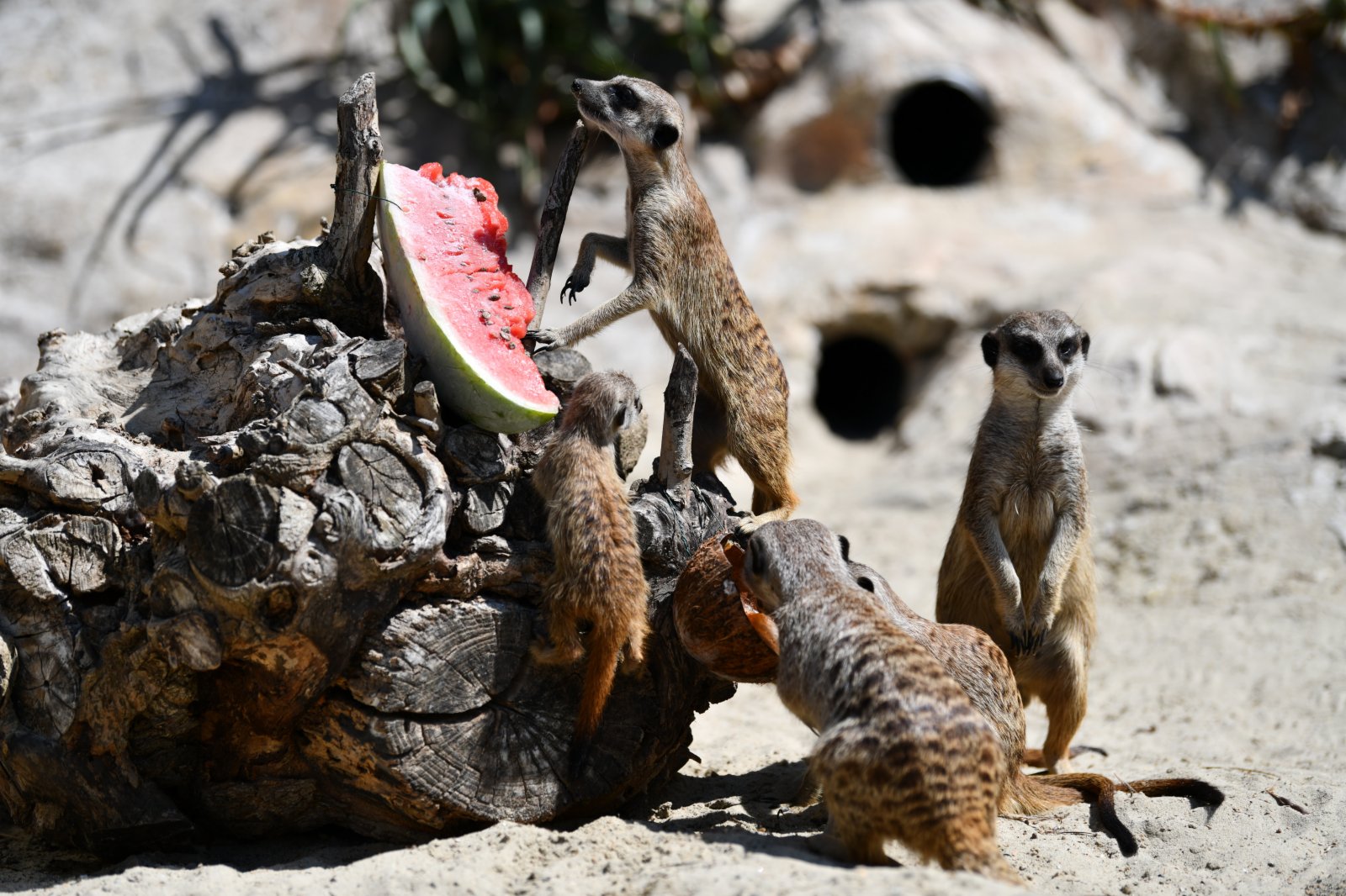 8月26日，貓鼬在意大利羅馬動物園享用冰鎮西瓜。