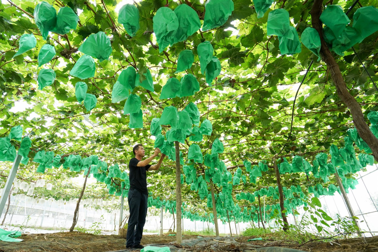 8月29日，在江蘇省句容市丁莊村二丫葡萄專業合作社，種植戶王玉根在採摘葡萄。（新華社）