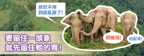 要留住一頭象就先留住牠的胃！