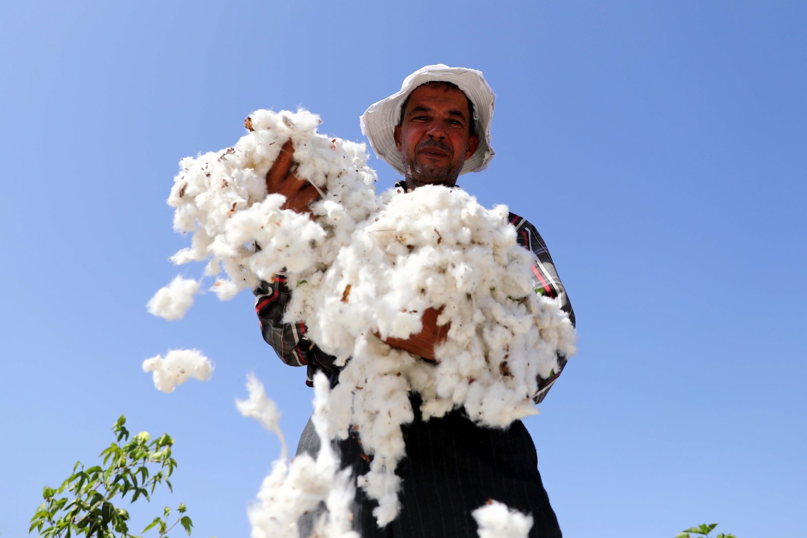 9月22日，農民在埃及尼羅河三角洲地區謝赫村省的棉田中採摘棉花。（新華社）