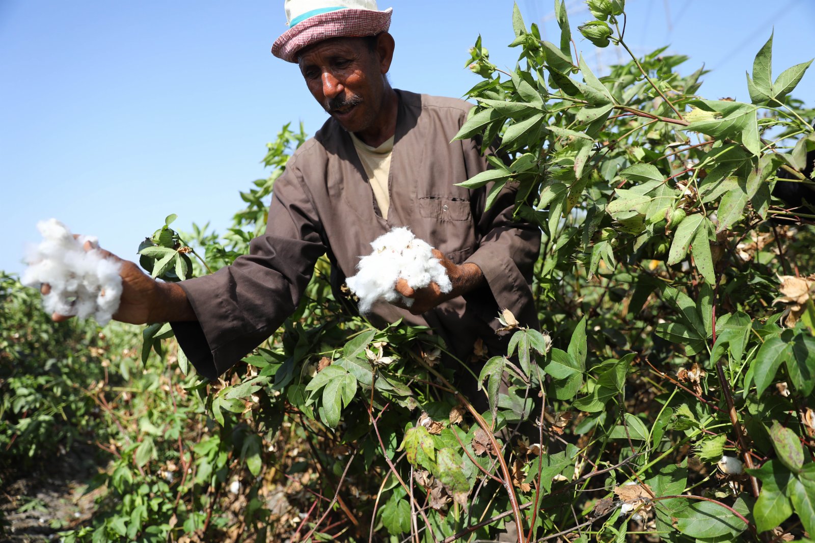 9月22日，農民在埃及尼羅河三角洲地區謝赫村省的棉田中採摘棉花。（新華社）