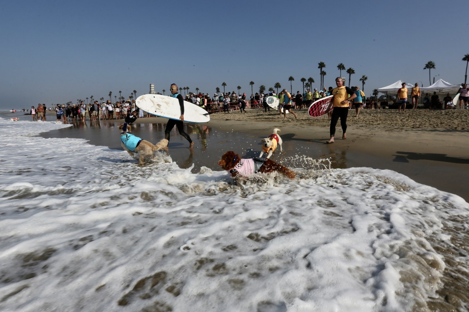 9月25日，在美國加利福尼亞州，參賽犬準備下水參加沖浪比賽。（新華社）