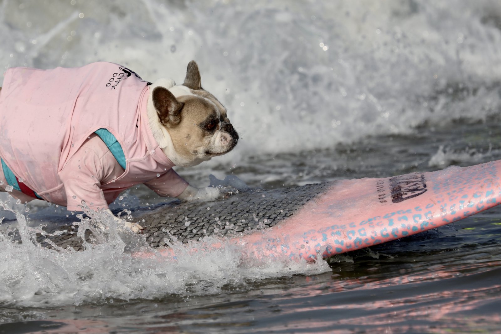 9月25日，在美國加利福尼亞州，一隻參賽犬在比賽中乘風破浪。（新華社）